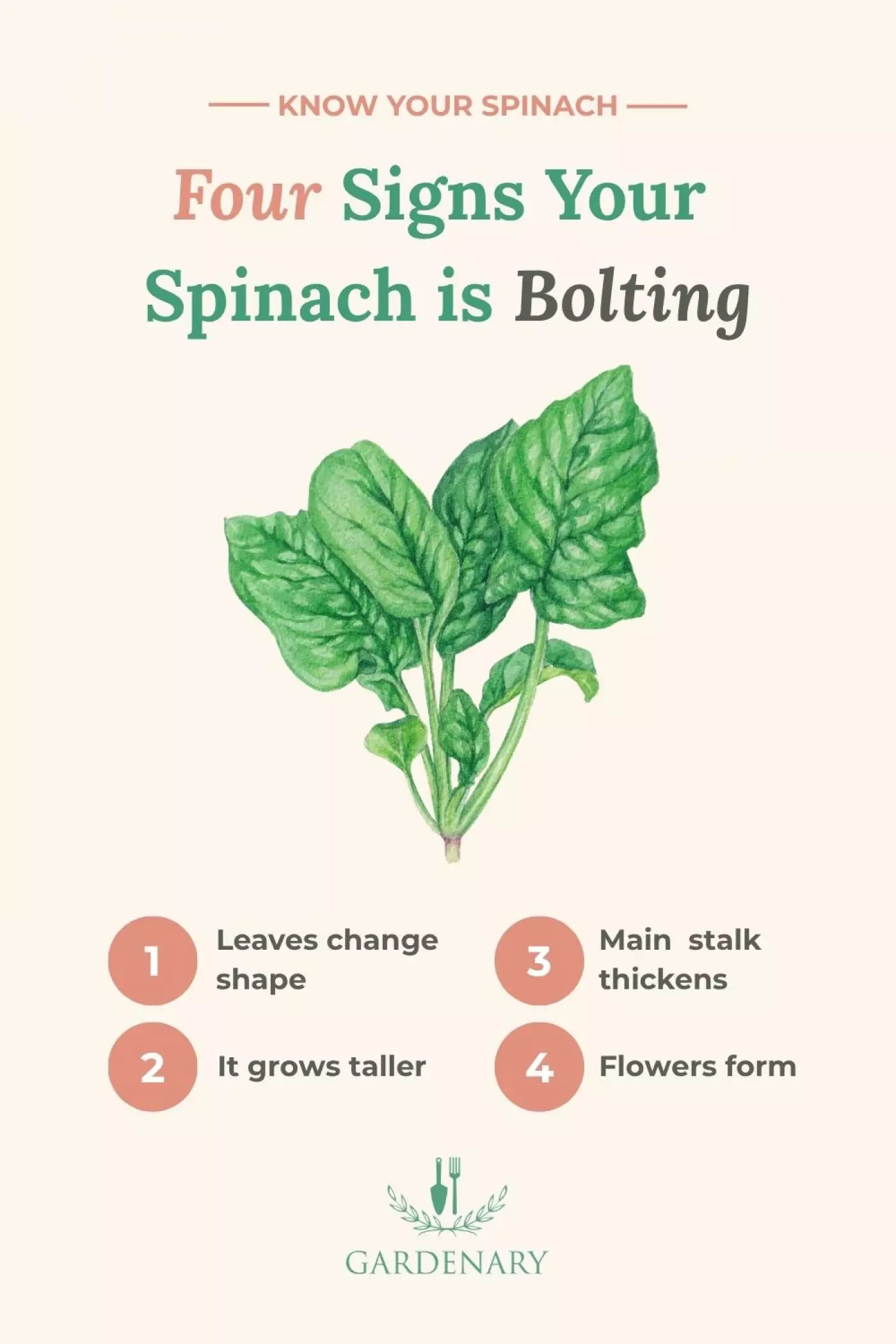 Gardenary graphic titled "Four Signs Your Spinach is Bolting" featuring a watercolor illustration of a spinach plant and four numbered signs: leaves change shape, it grows taller, main stalk thickens, and flowers form.