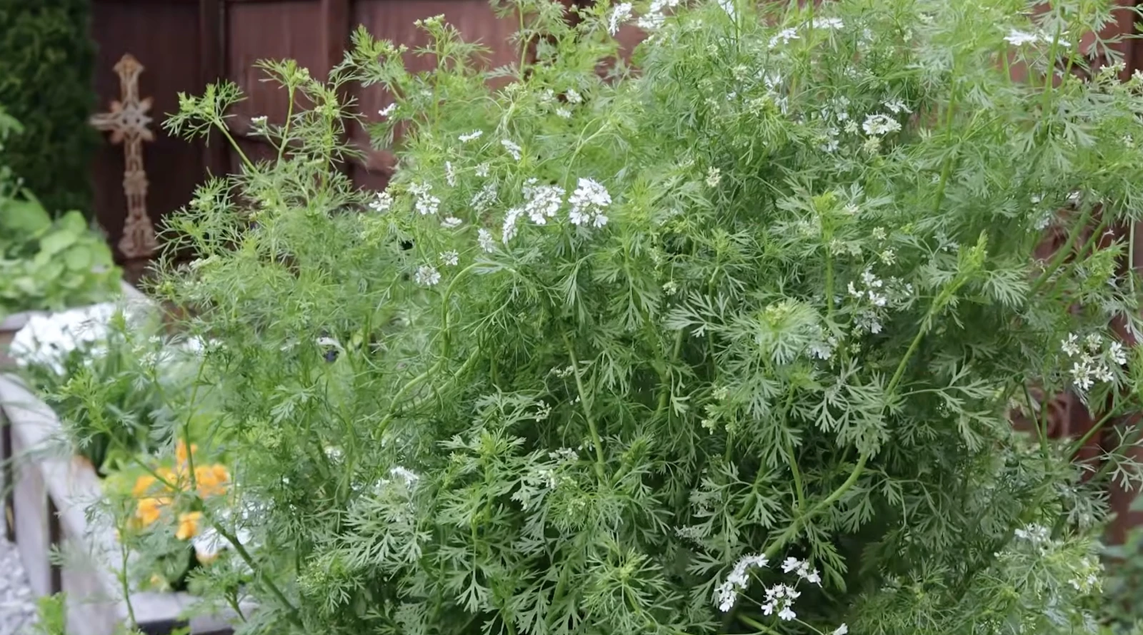 Flowering cilantro