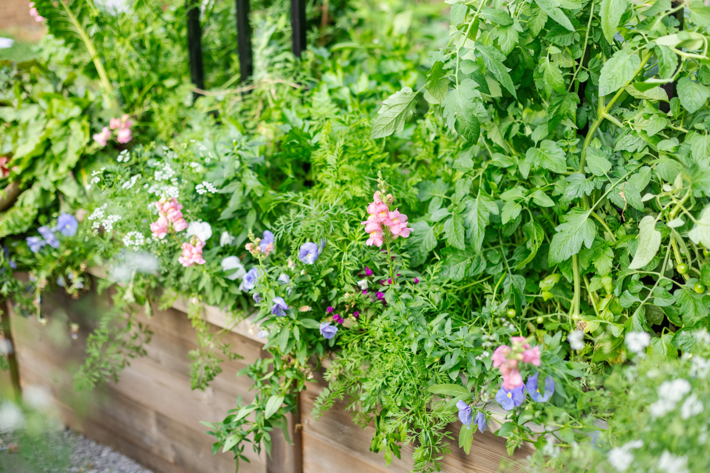 best flowers for fall garden include snap dragons and pansies
