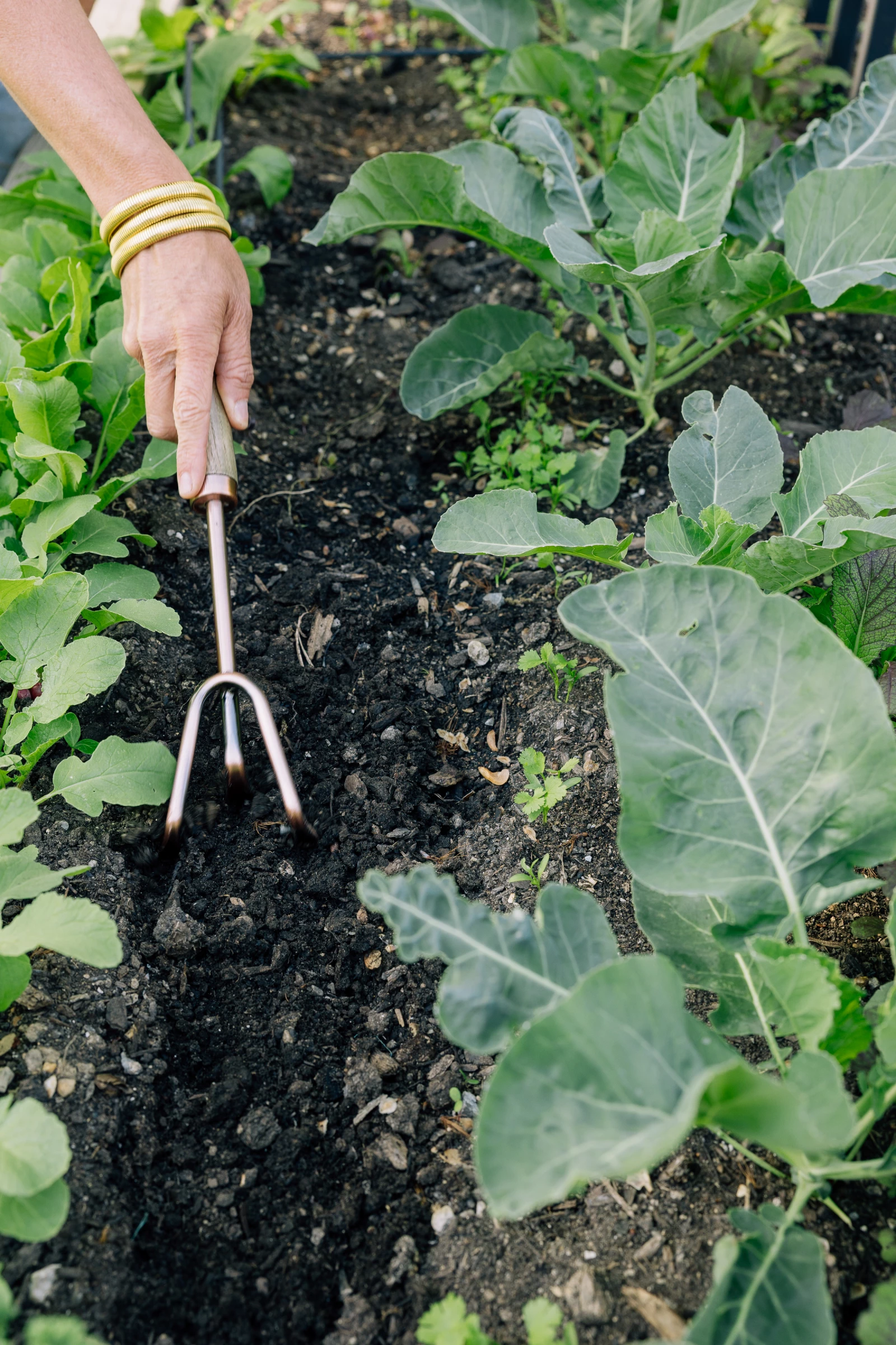 cultivator