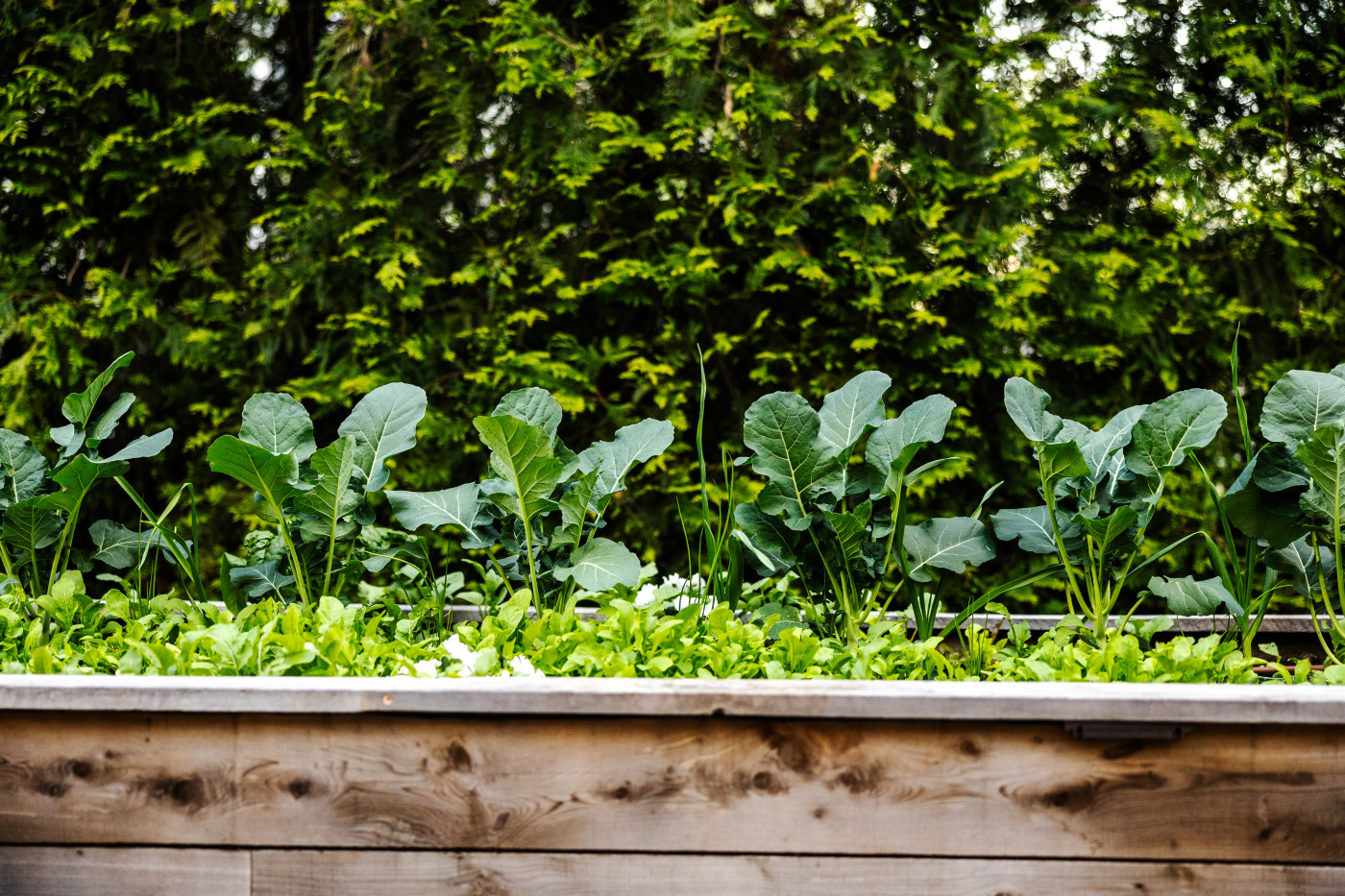 leafy green plants growing in cedar raised garden bed