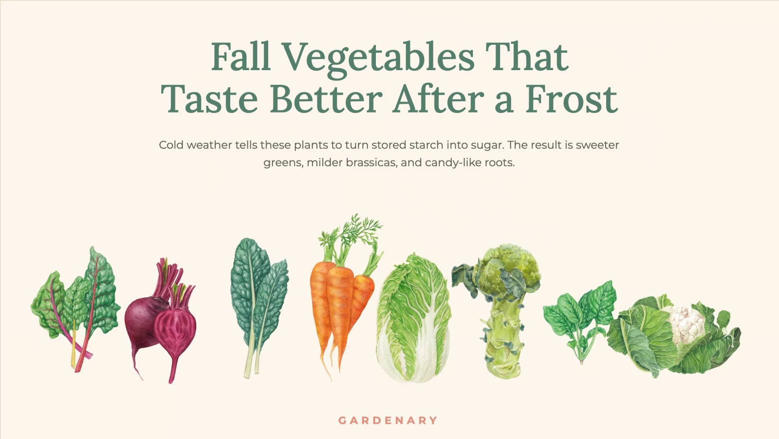 vegetable illustrations