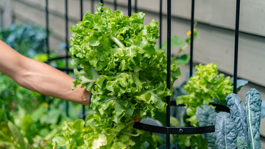 Is It Okay to Eat Bolting Lettuce? • Gardenary