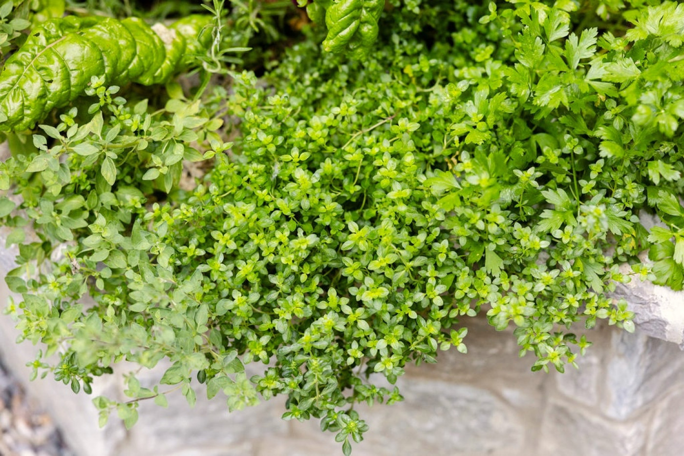 fall herbs