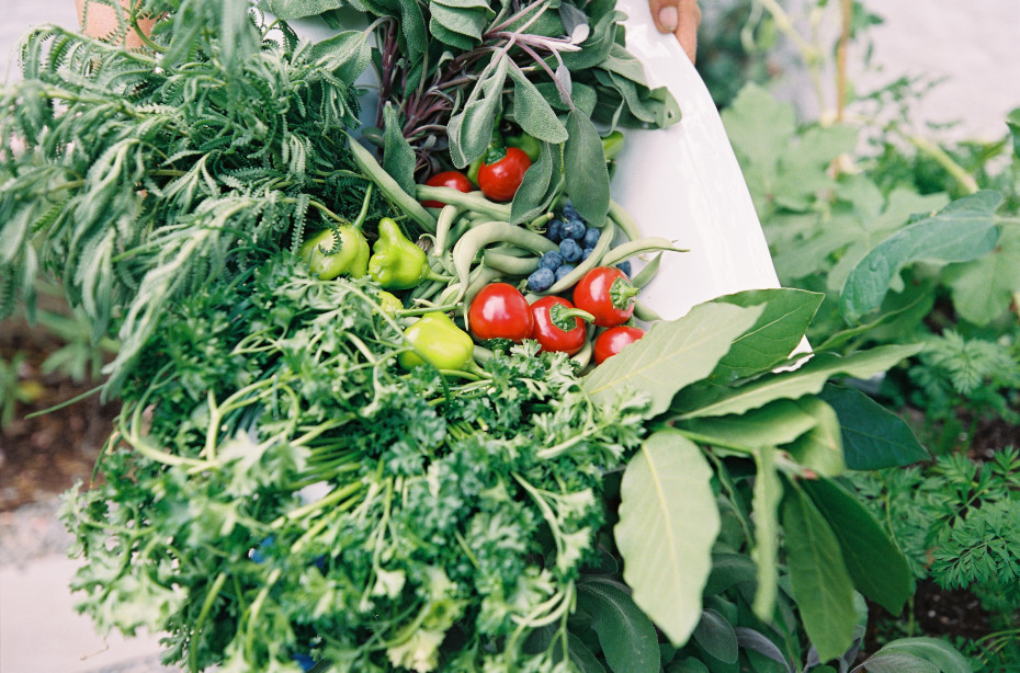 grow natural seasonal harvest of parsley, peppers, blueberries, and more