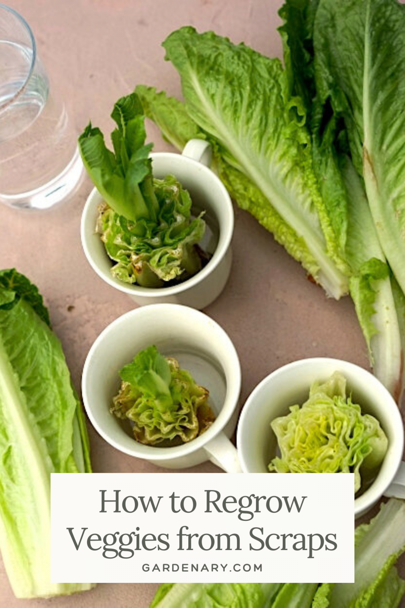 How to Regrow Veggies from Scraps pin