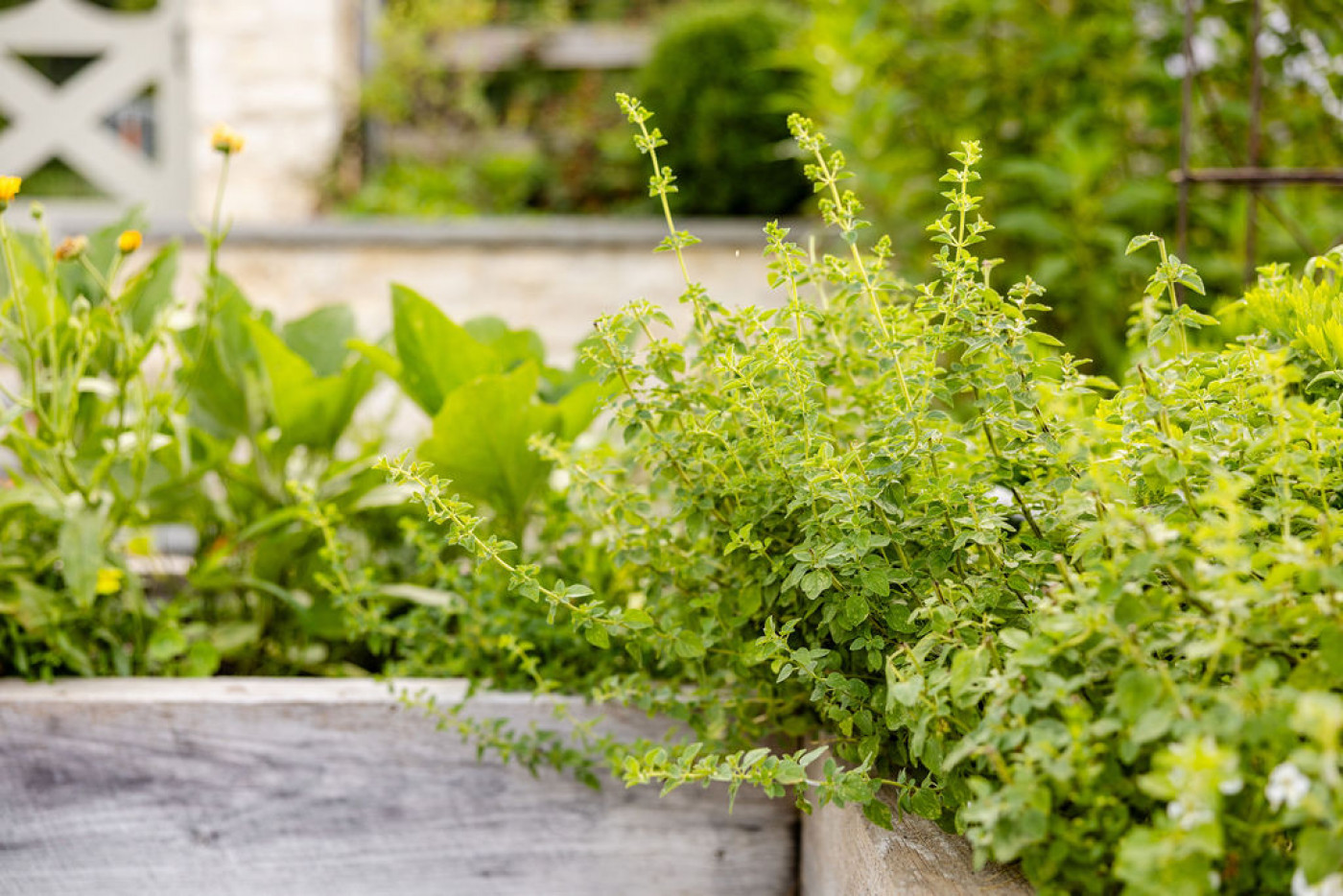 oregano growing in raised bed