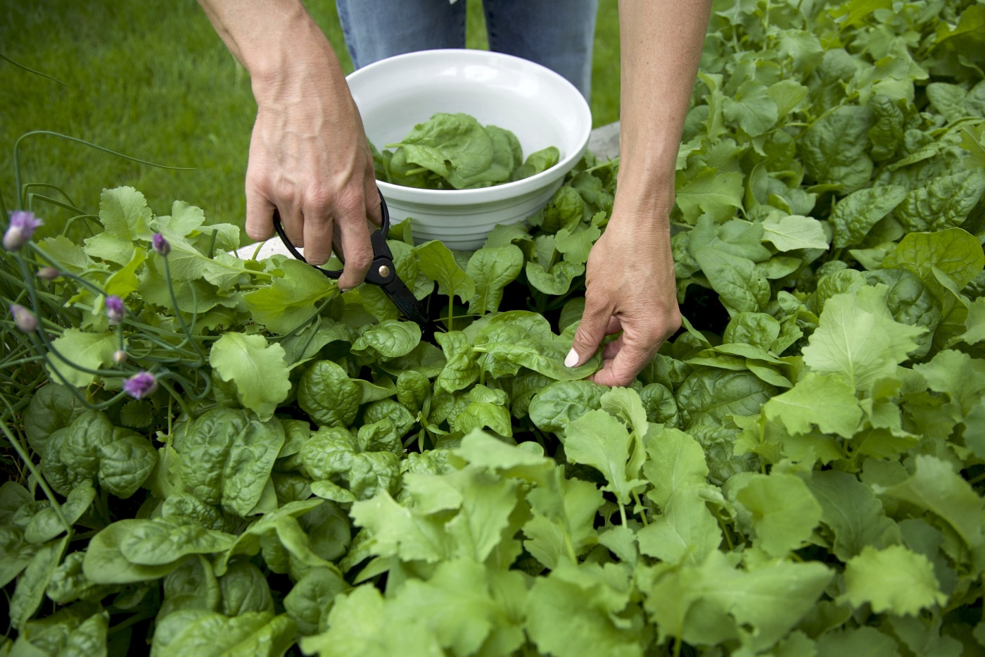 spinach