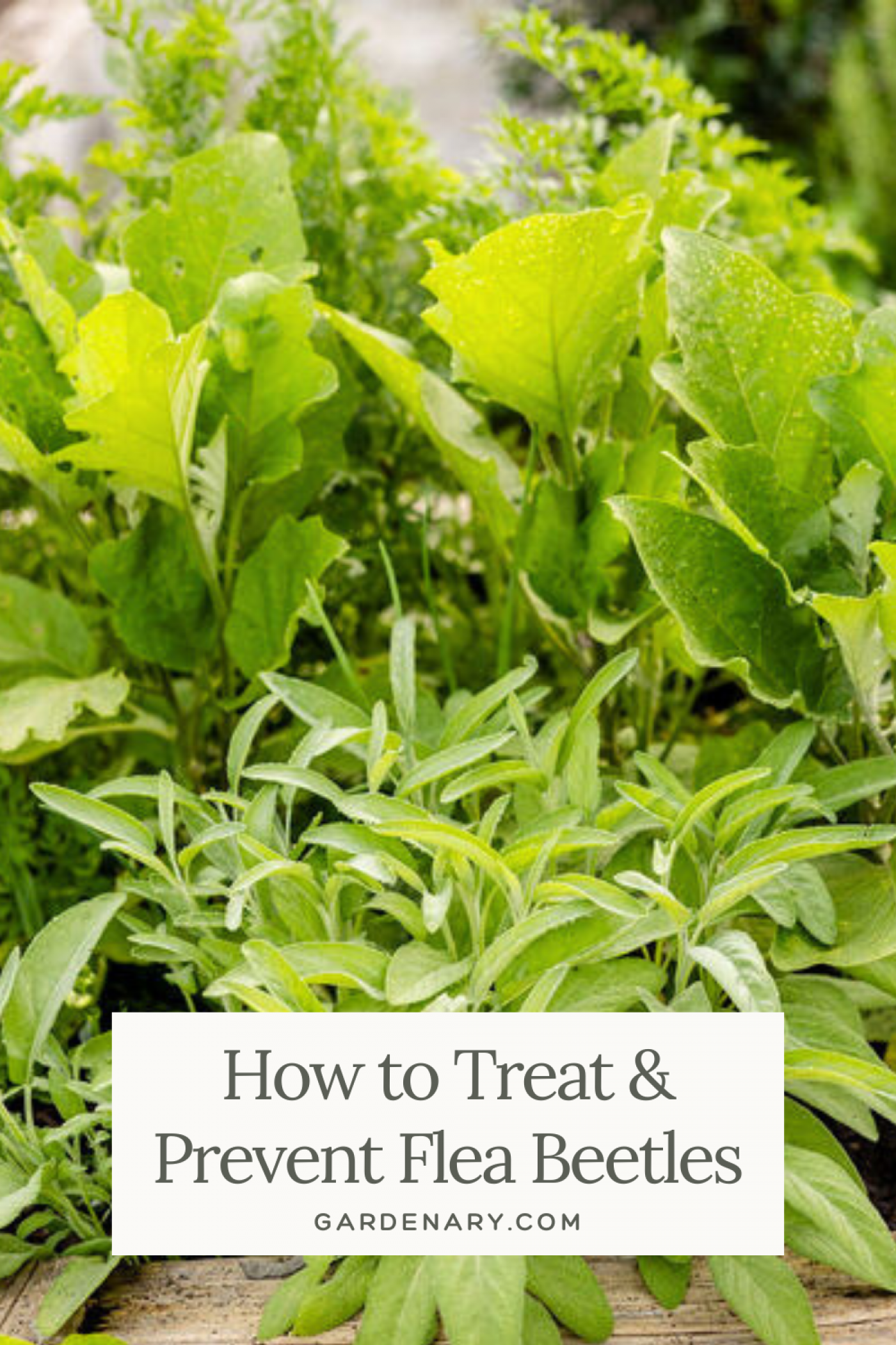 How to Treat and Prevent Flea Beetles pin