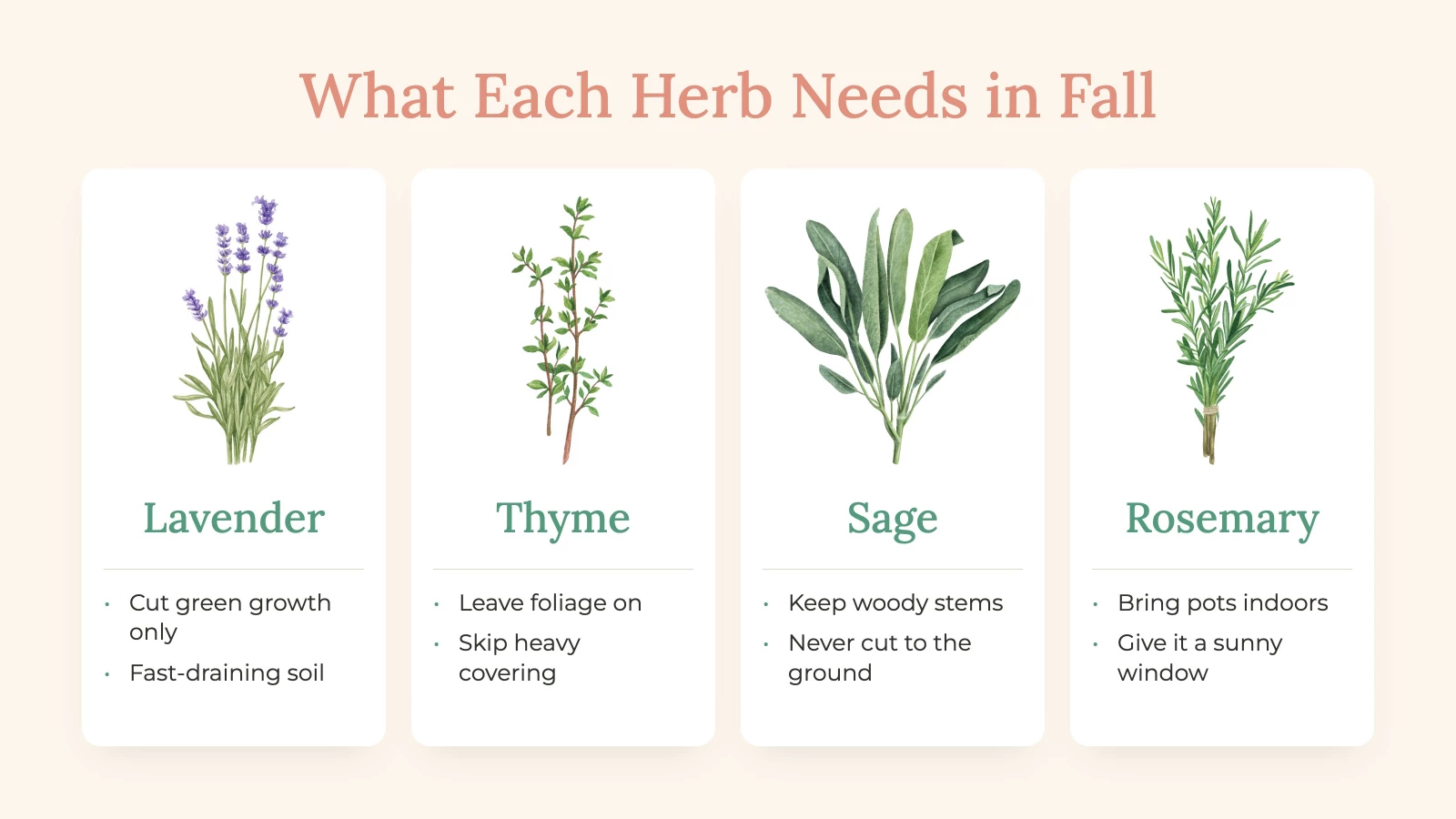 what each herb needs in fall infographic