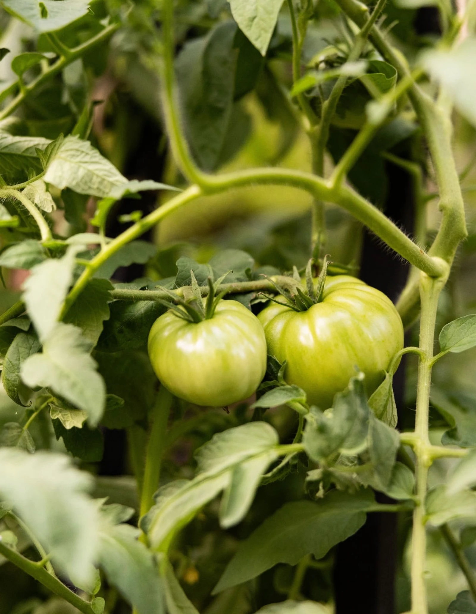 2 green tomatoes on a vine
