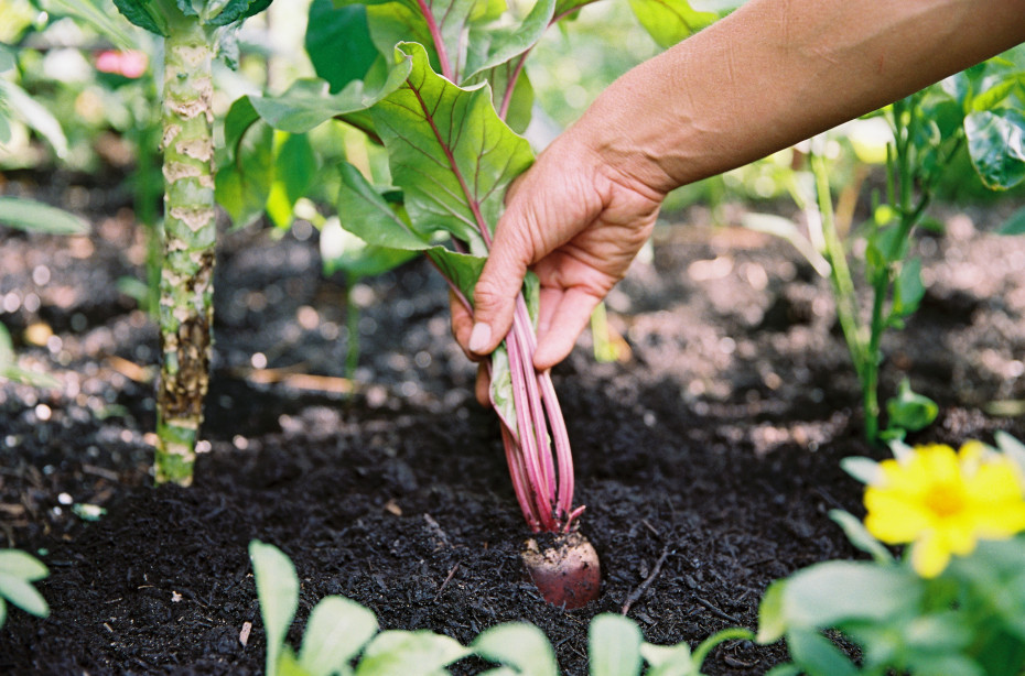 How to Know When to Harvest Beets • Gardenary