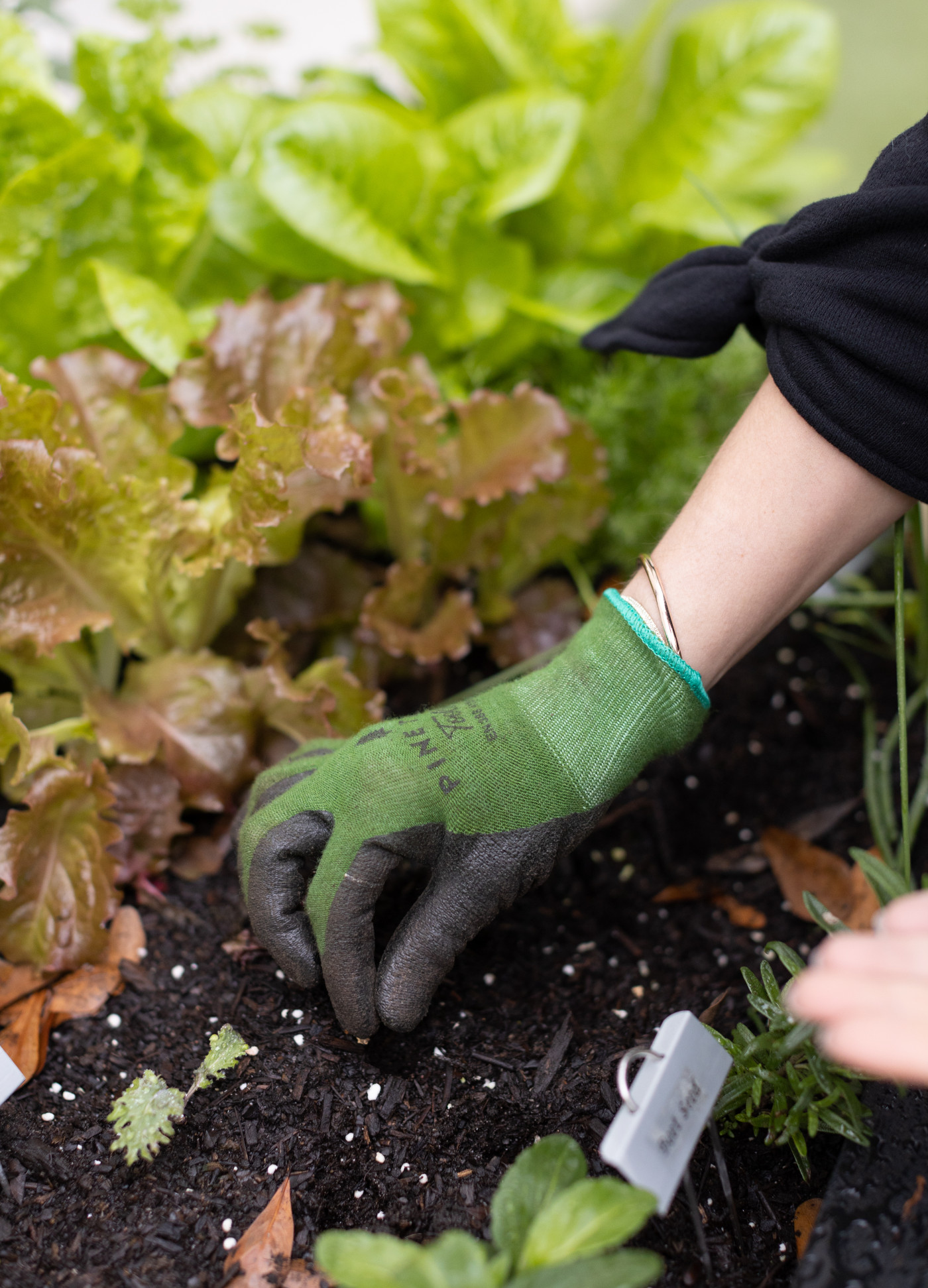 5 Super Simple Steps to Grow Beets from Seed • Gardenary