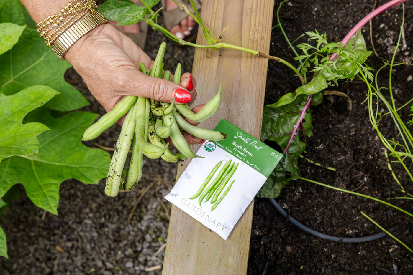 you don't need a trellis for bush beans
