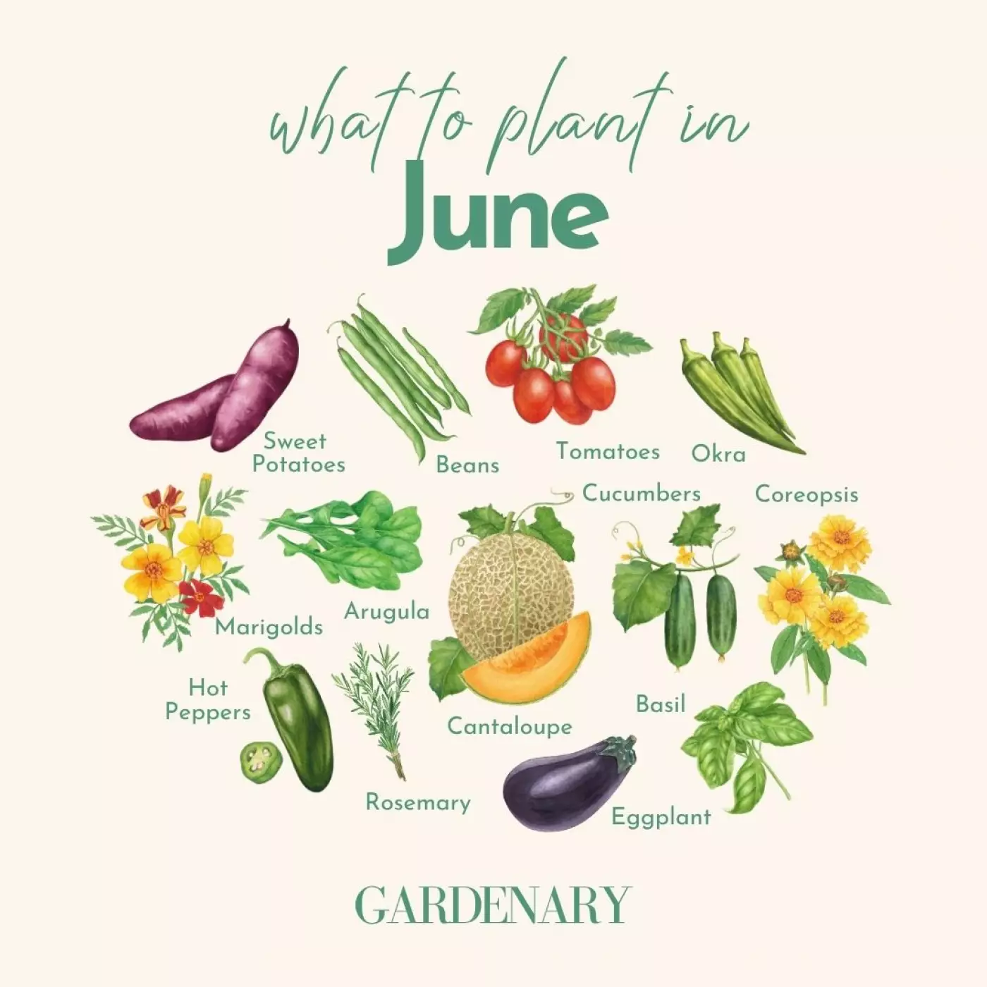 Illustrated guide showing what to plant in June, featuring sweet potatoes, beans, tomatoes, okra, cucumbers, coreopsis, marigolds, arugula, cantaloupe, hot peppers, rosemary, eggplant, and basil. Created by Gardenary.