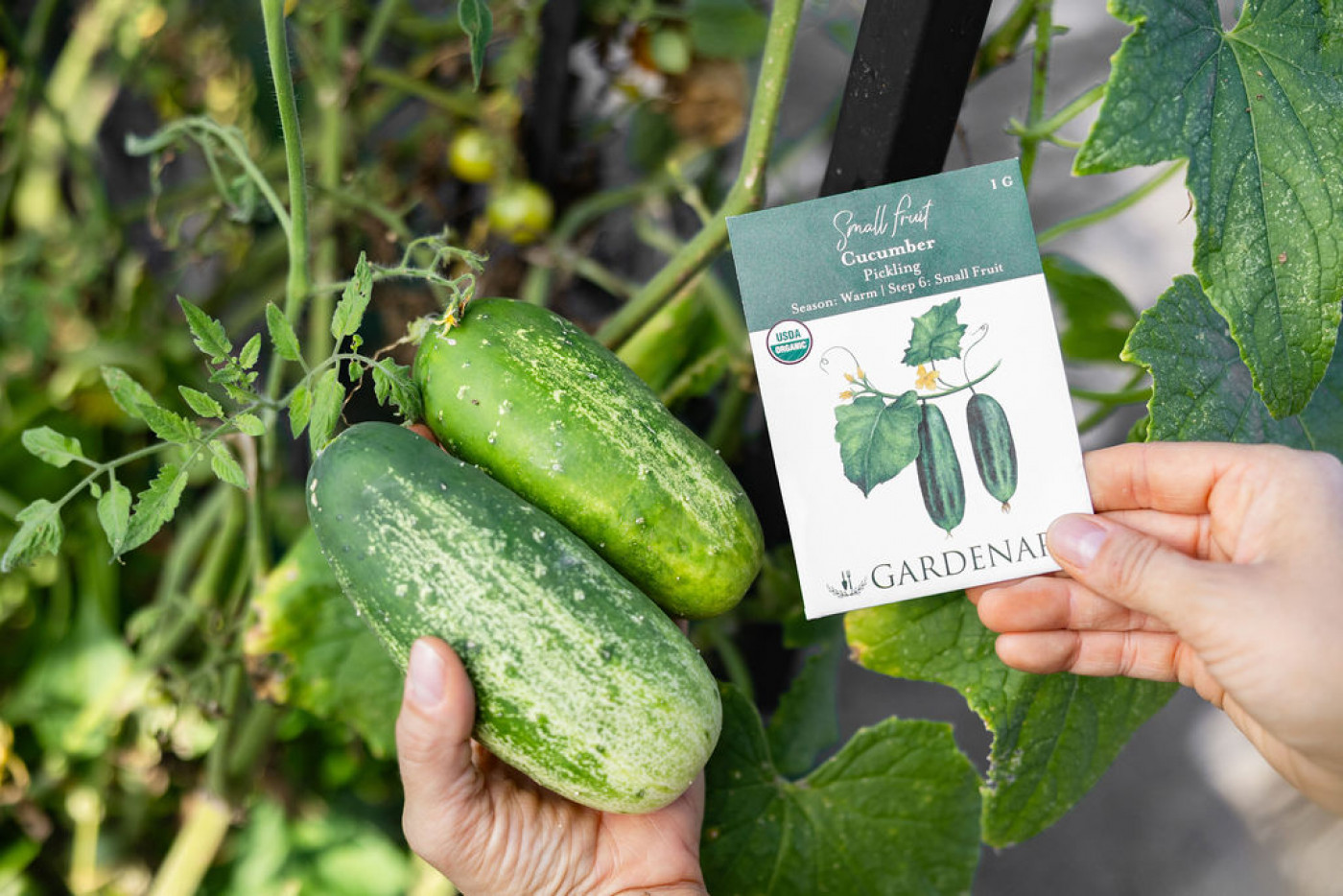 Cucumbers growing on a trellis with a pack of cucumber seeds