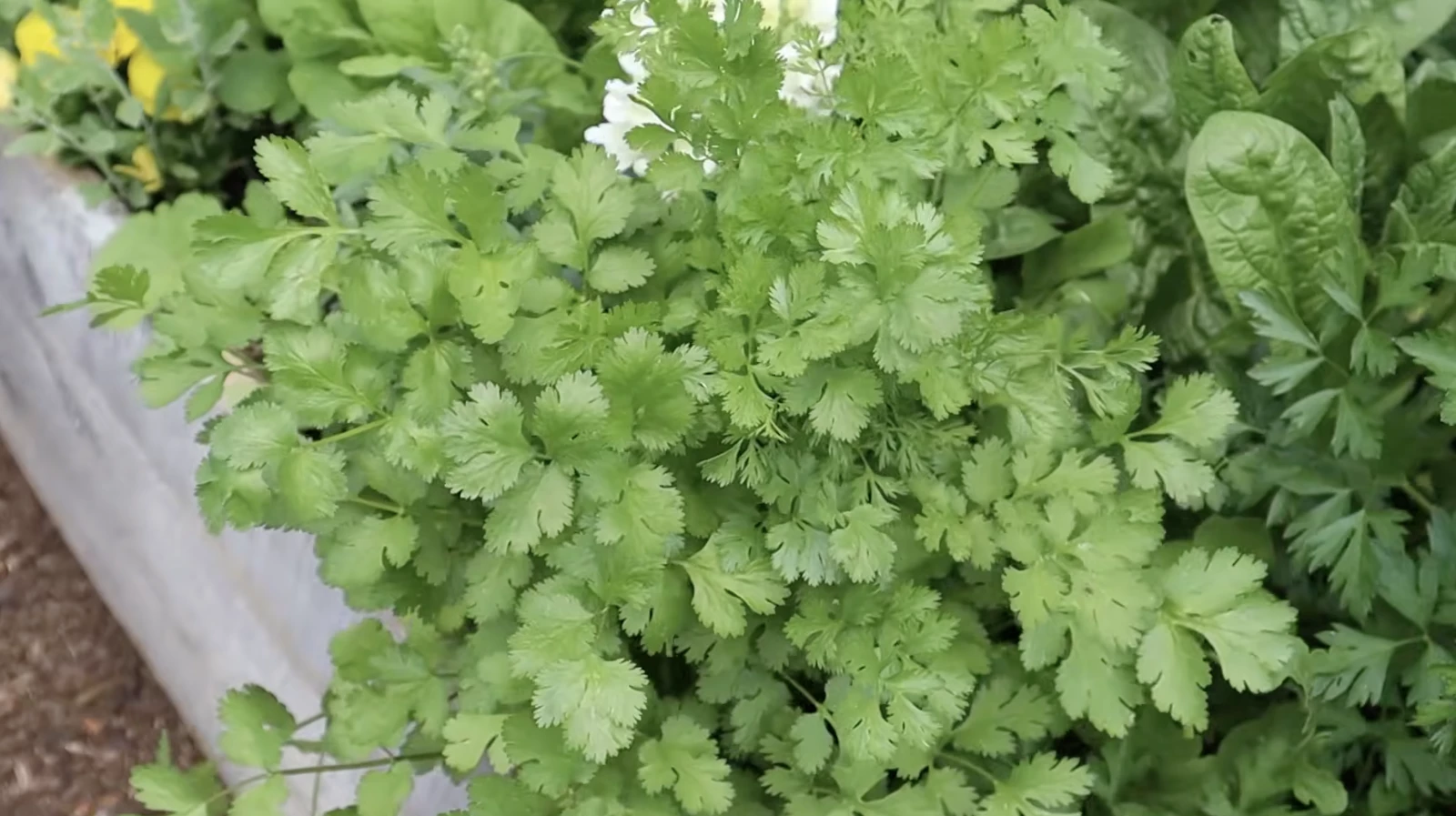 Cilantro in a raised bed