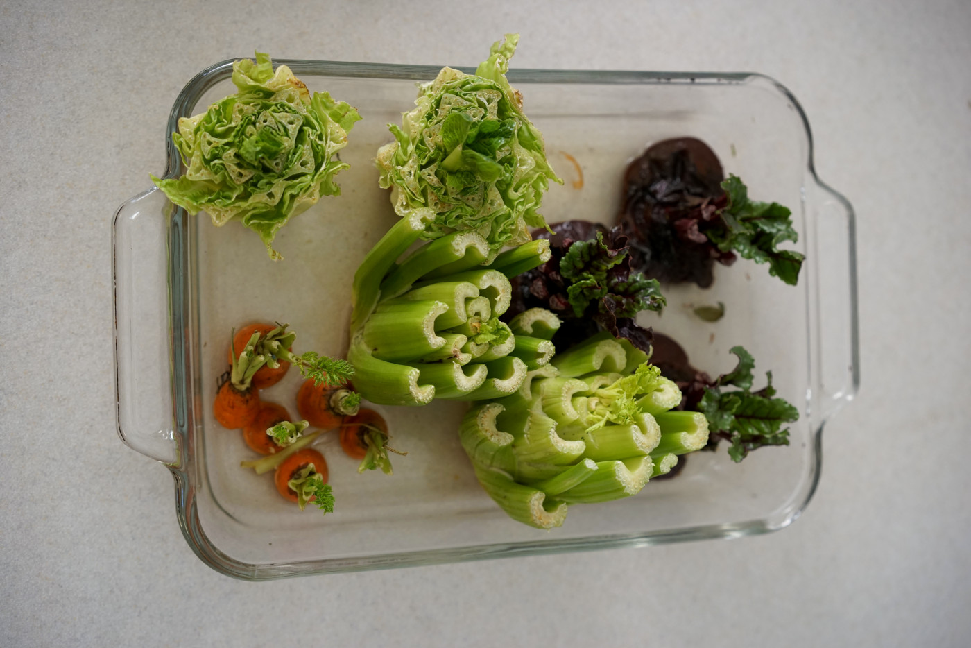 carrot scraps regrowing