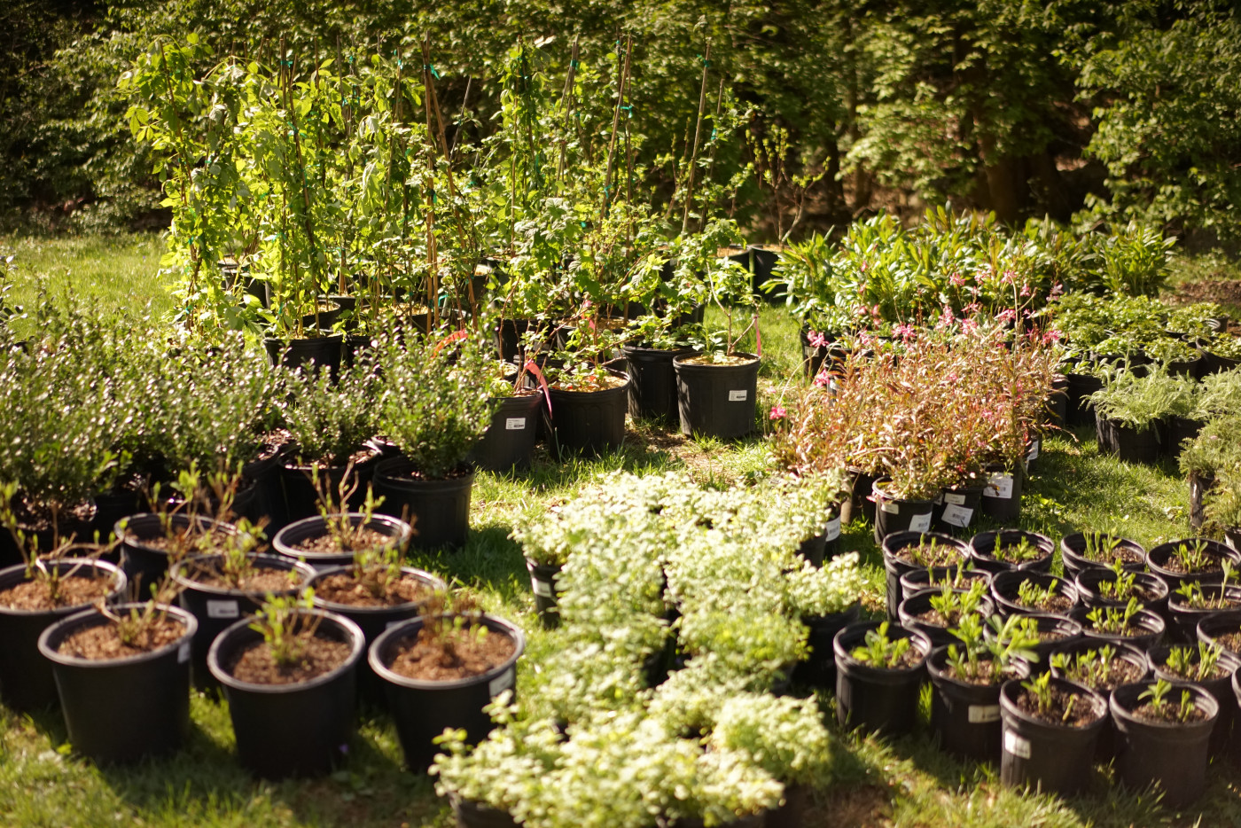 Rows of potted plants, perennials, and young native plants waiting to be transplanted into an organic garden.