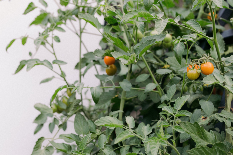 5 Questions To Ask Your Garden Consultant