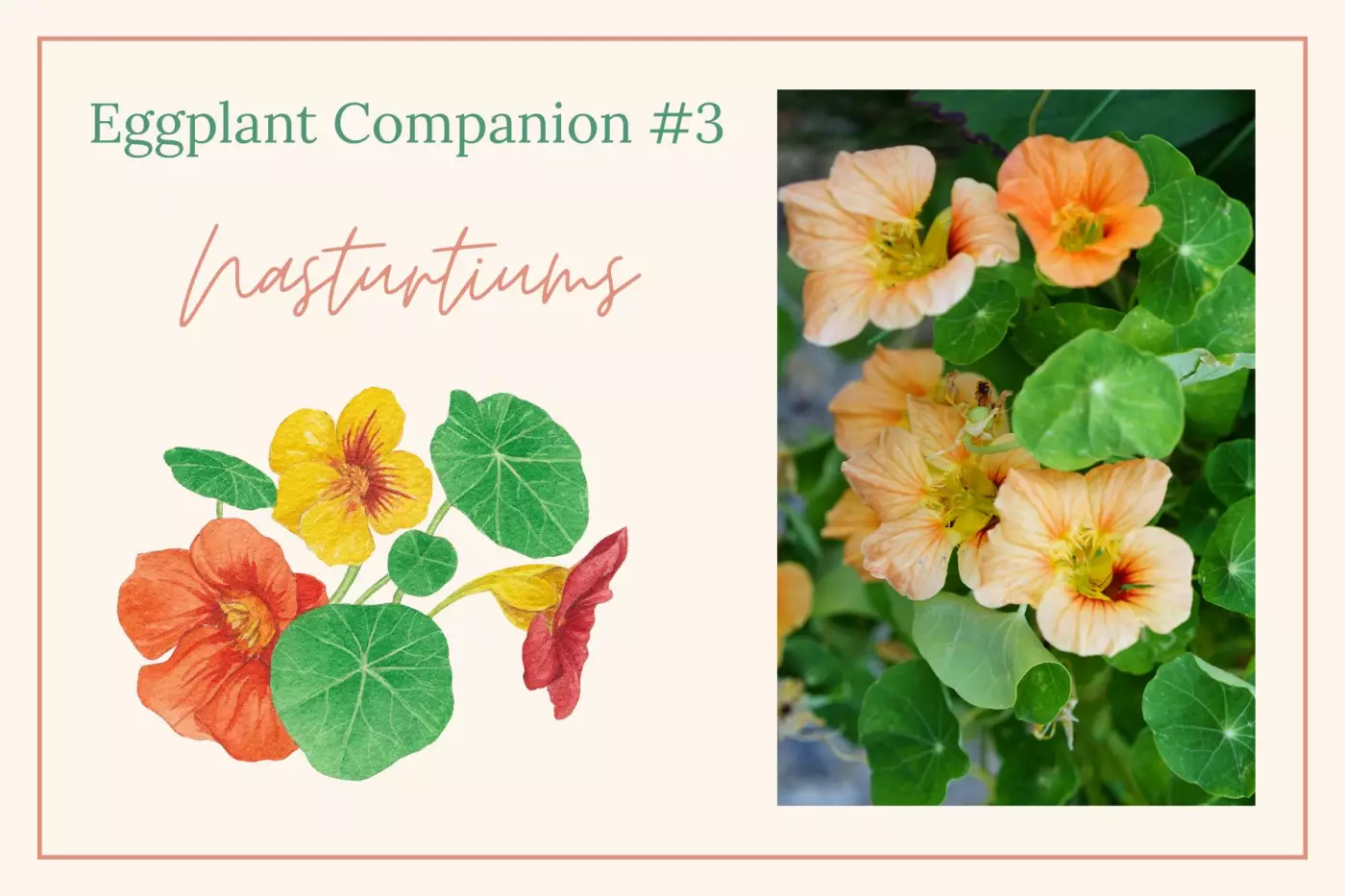 Nasturtium illustration and photo