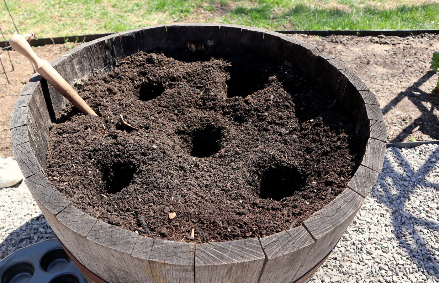 planting potatoes in container