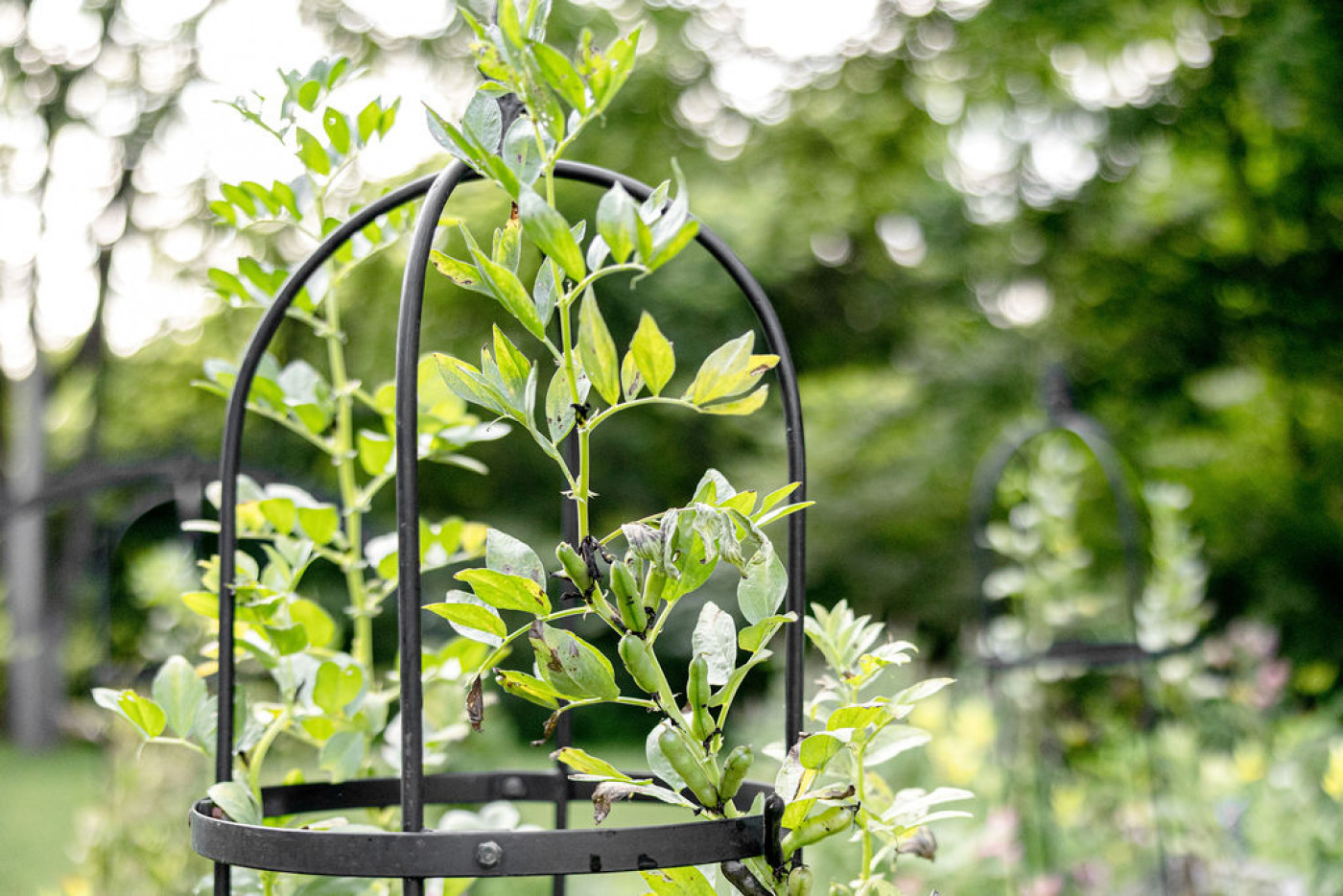 steps to know what to plant in fall garden
