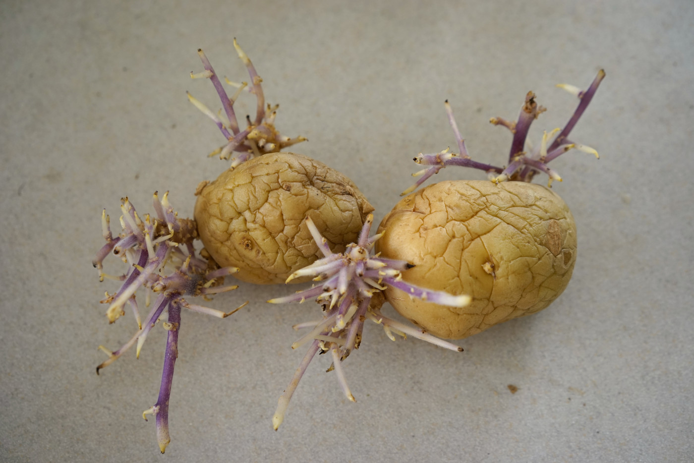 sprouted potatoes