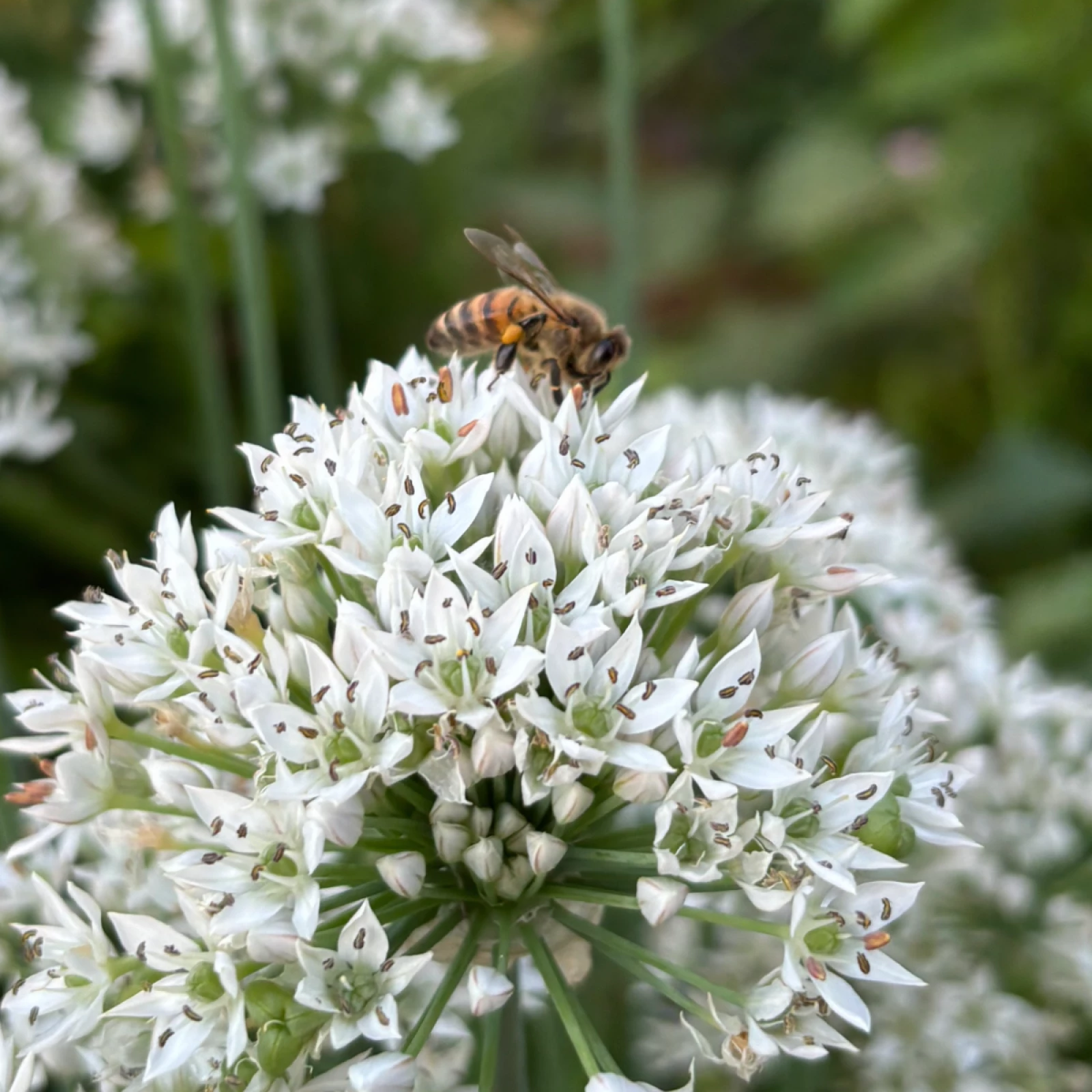 a bee on a garlic chive
