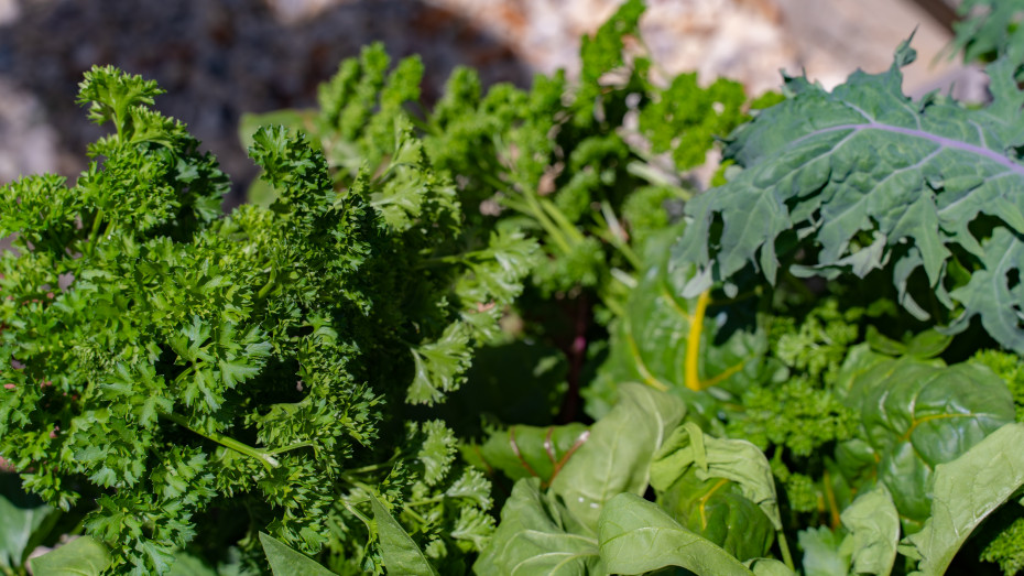 How to Grow Parsley in an Organic Herb Garden • Gardenary