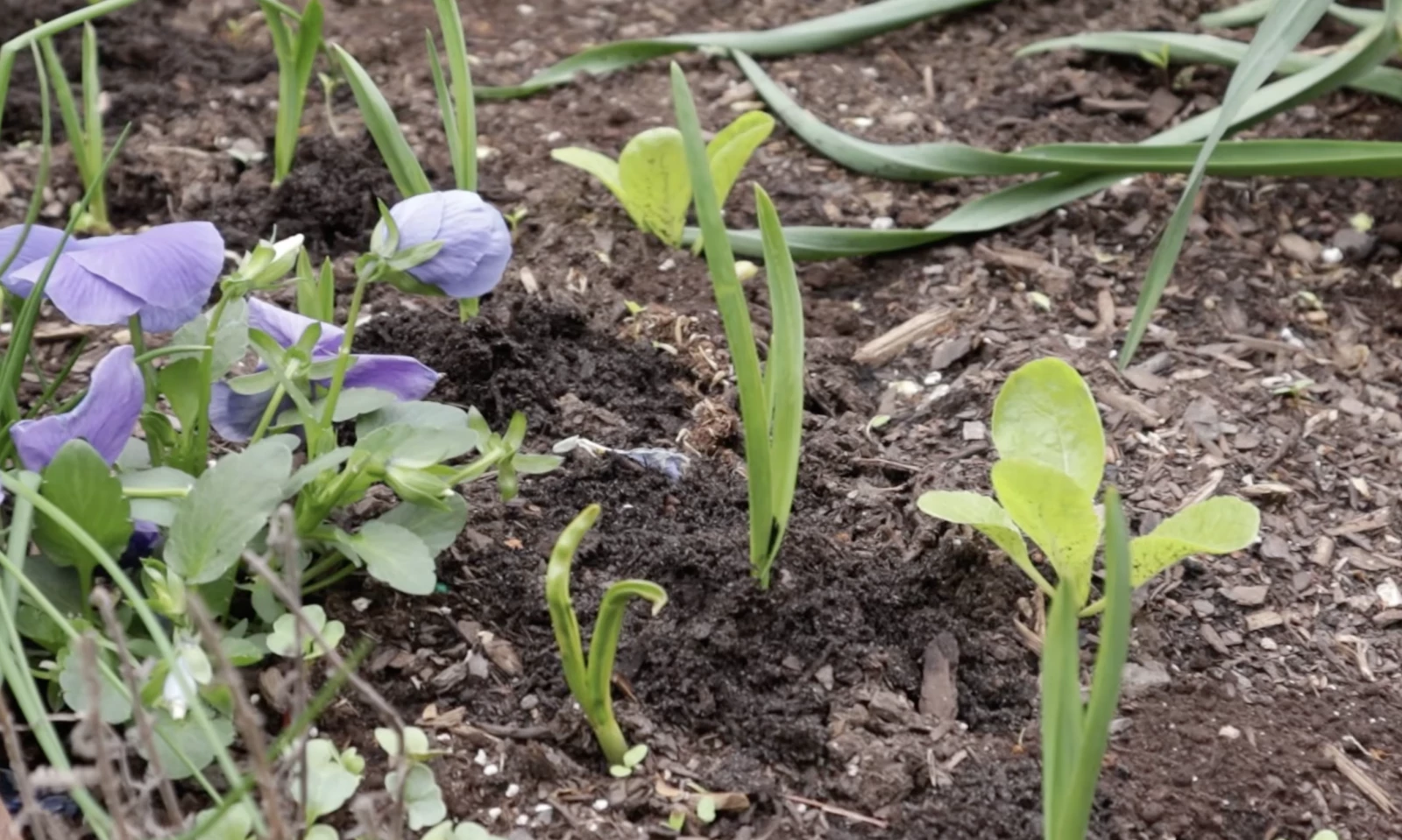 young garlic plants growing in the soil