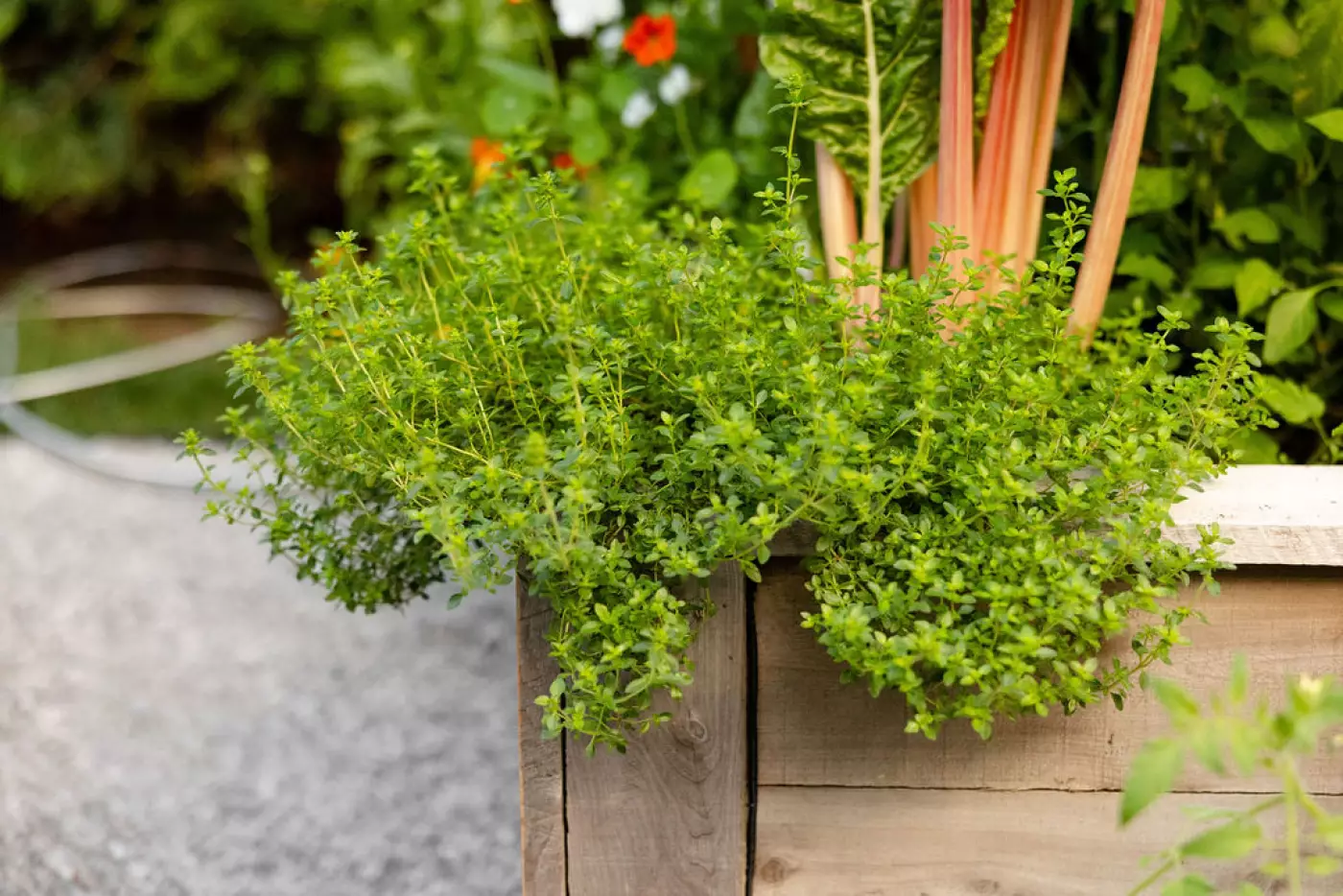 a thyme plant spilling over the edge of a raised bed