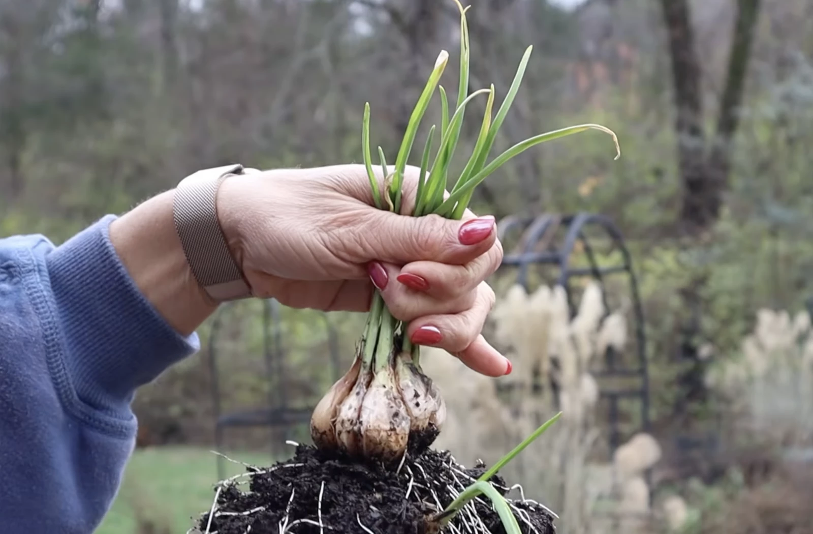 a hand holding garlic bulb pulled freshly out of the soil
