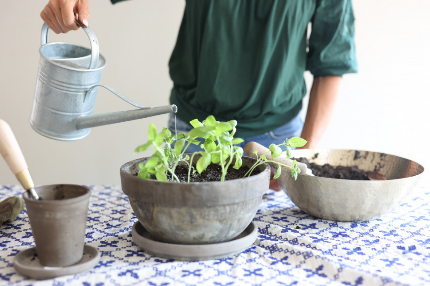 person planting basil seedlings from basil plant