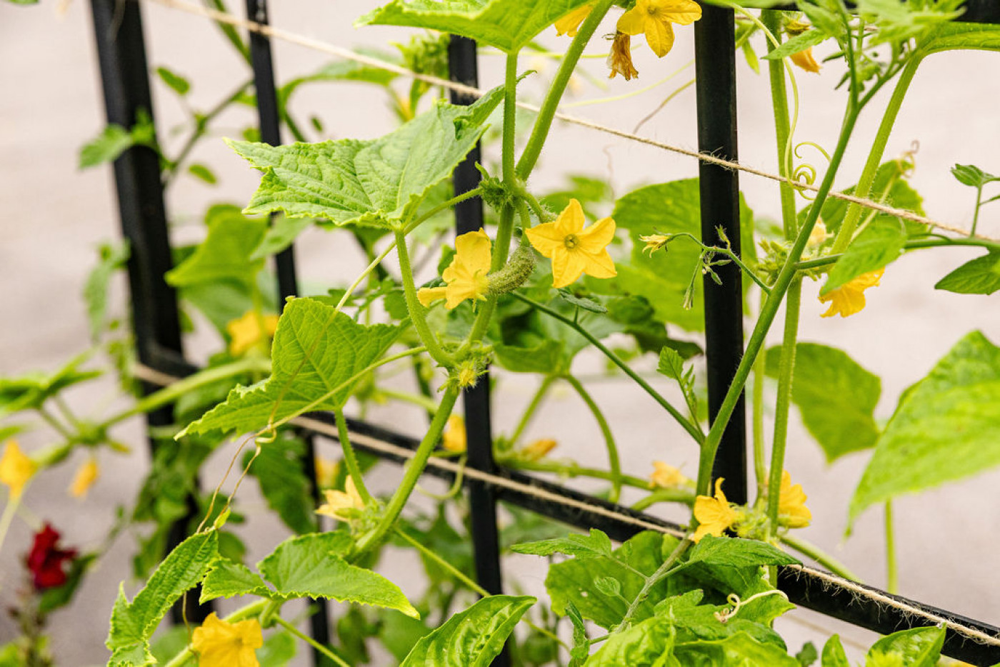 Cucumber vine with multiple flowers and tendrils twining around a garden trellis.