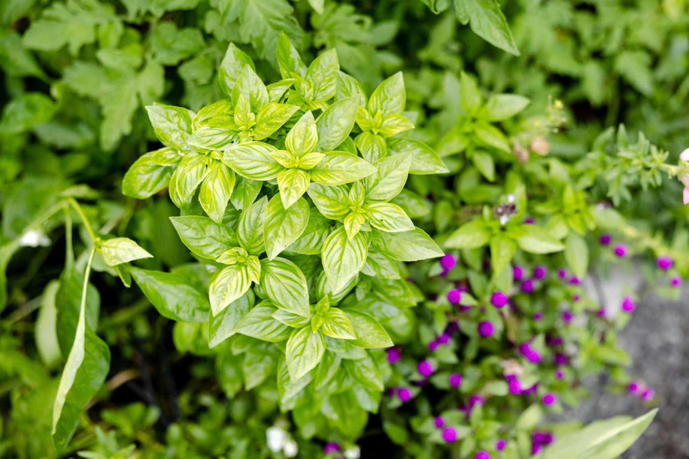 plant to grow in fall in warmer climates