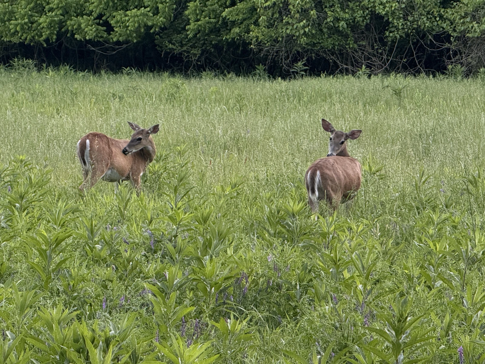 2 deer in a field