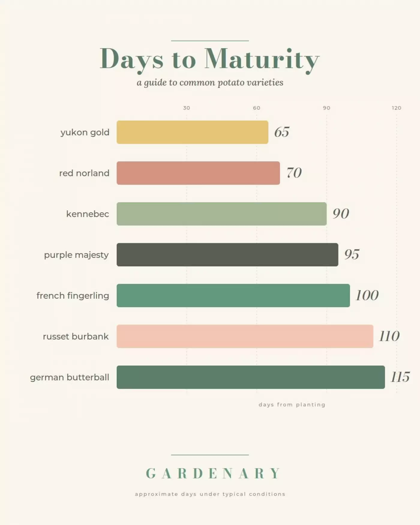 A horizontal bar chart titled "Days to Maturity: a guide to common potato varieties," showing seven potato varieties and their approximate days from planting to harvest. From shortest to longest: Yukon Gold (65 days), Red Norland (70 days), Kennebec (90 days), Purple Majesty (95 days), French Fingerling (100 days), Russet Burbank (110 days), and German Butterball (115 days). Each variety is represented by a differently colored bar. A Gardenary logo appears at the bottom with the note "approximate days under typical conditions."