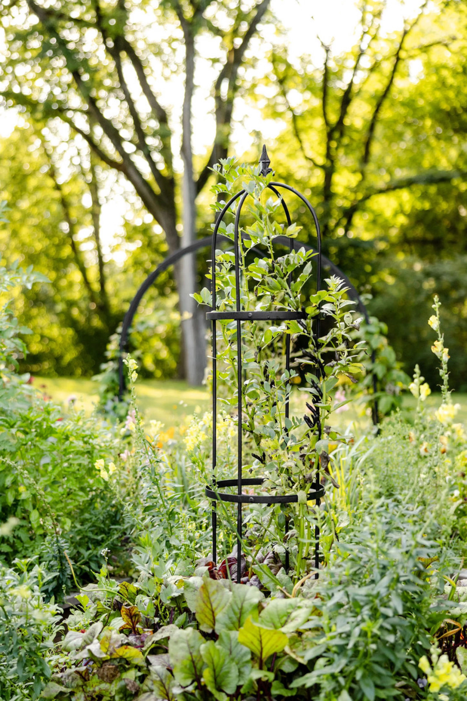 obelisk trellis
