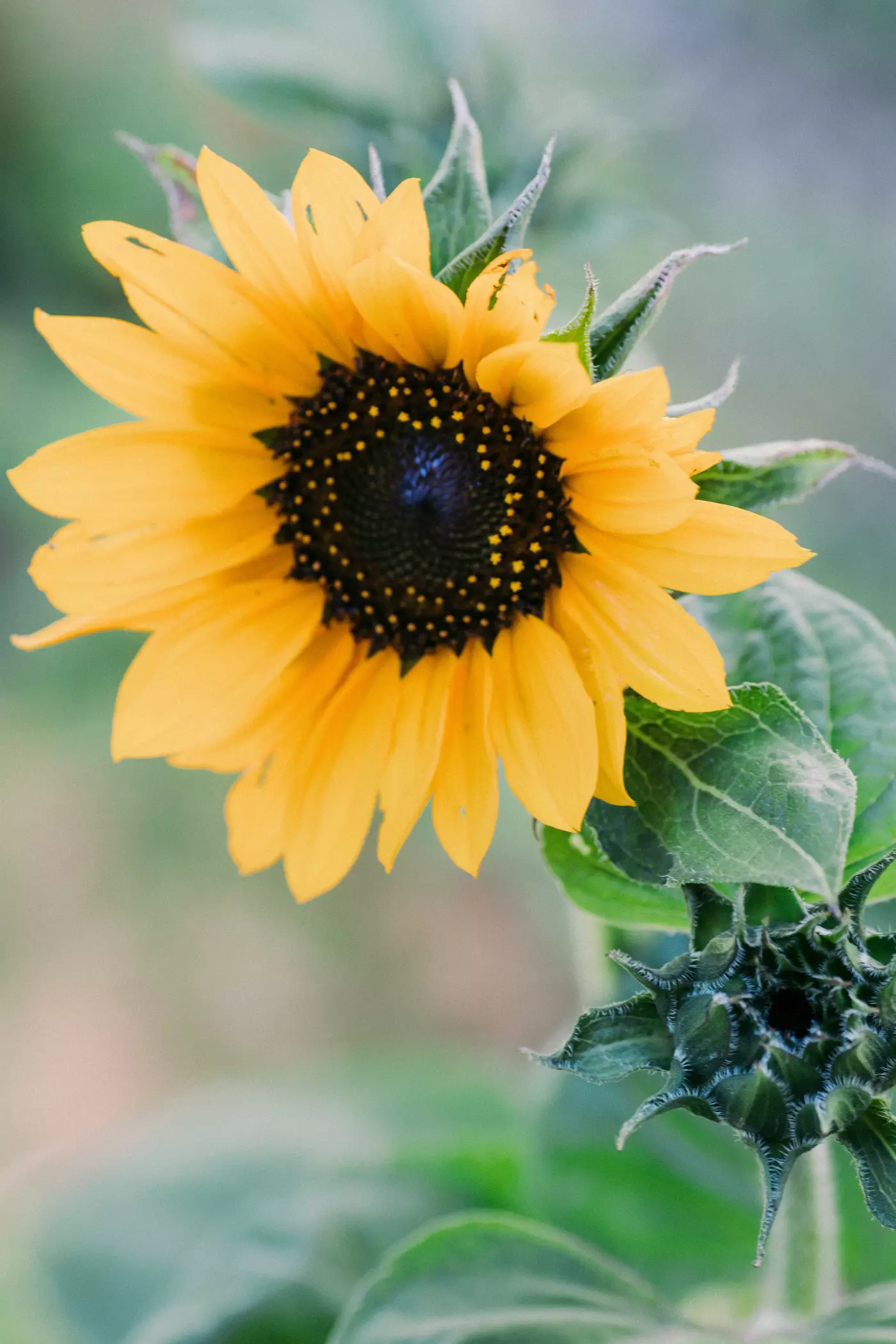 Close up of a sunflower