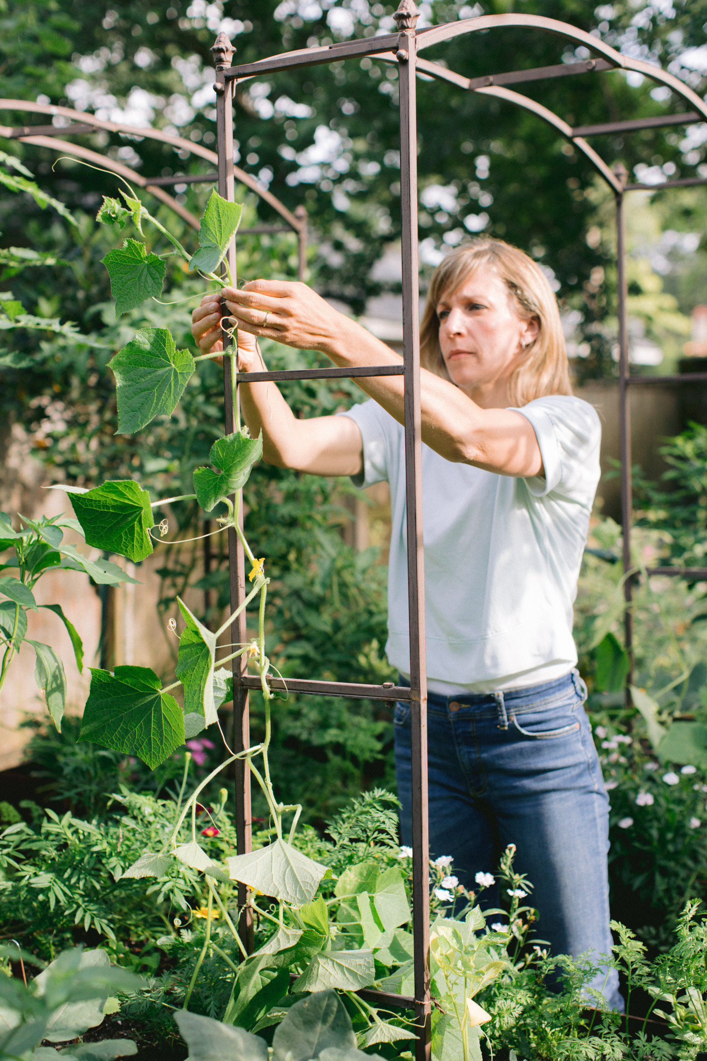 Nicole Burke showing how to attach a cucumber plant to a trellis.