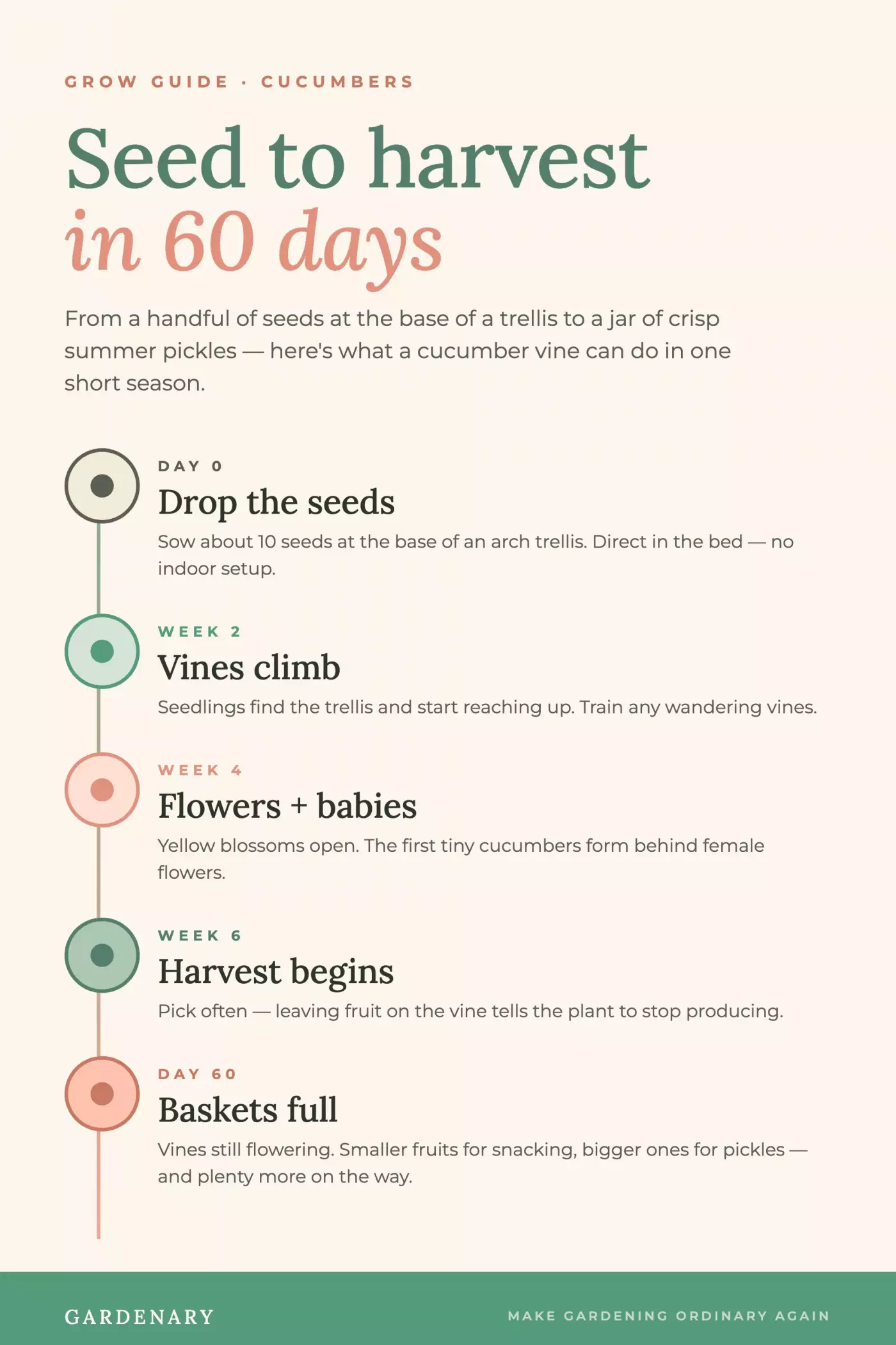 Cucumber growing timeline infographic showing five stages from seed to harvest in 60 days: Day 0 drop the seeds, Week 2 vines climb the trellis, Week 4 flowers and baby cucumbers form, Week 6 harvest begins, and Day 60 baskets full. Created by Gardenary.