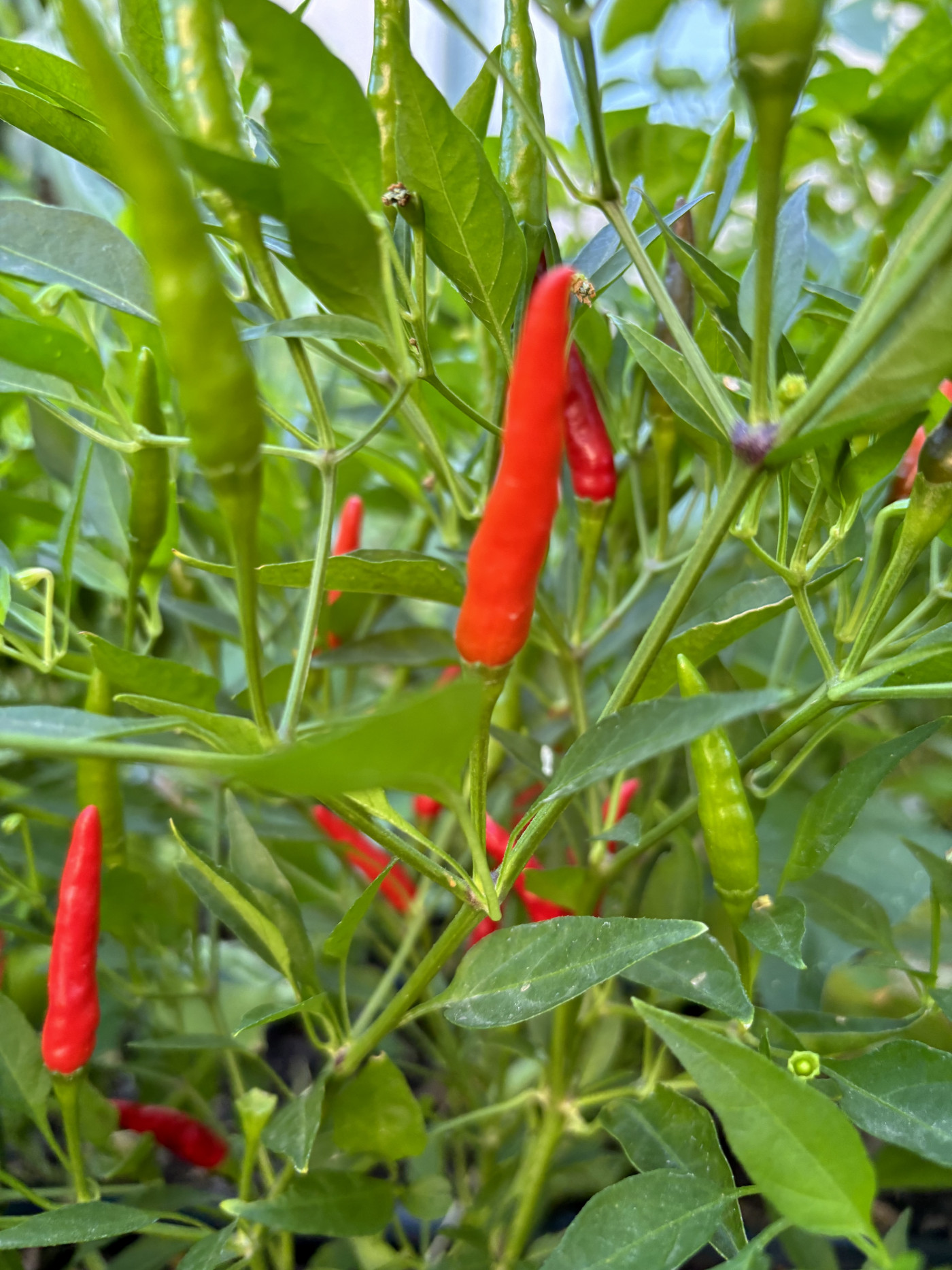 Thai Chili Peppers