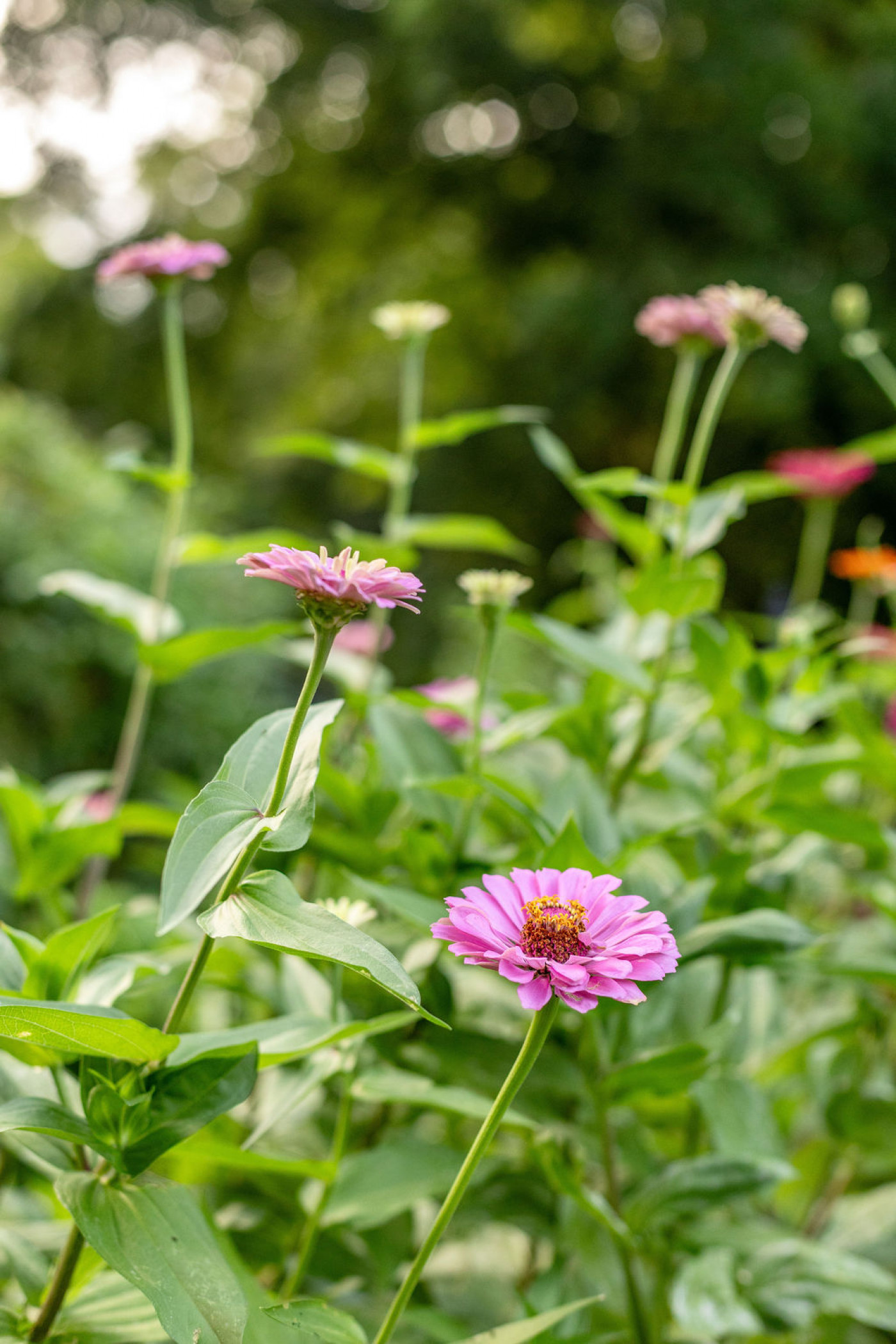 close up of zinnia flower growing in garden
