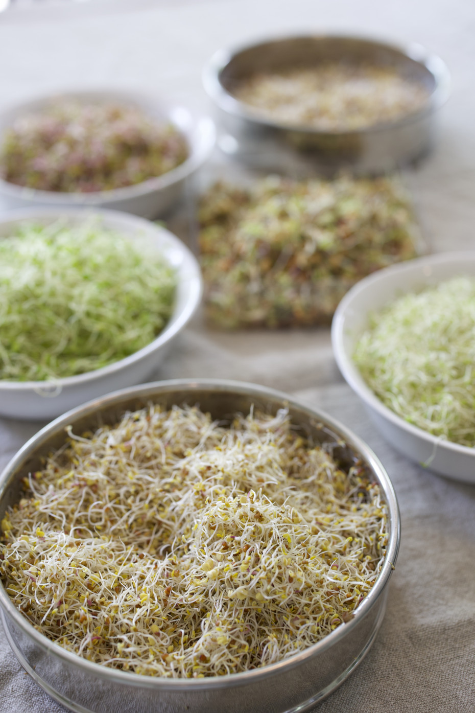 my-favorite-types-of-sprouts-to-grow-at-home-gardenary