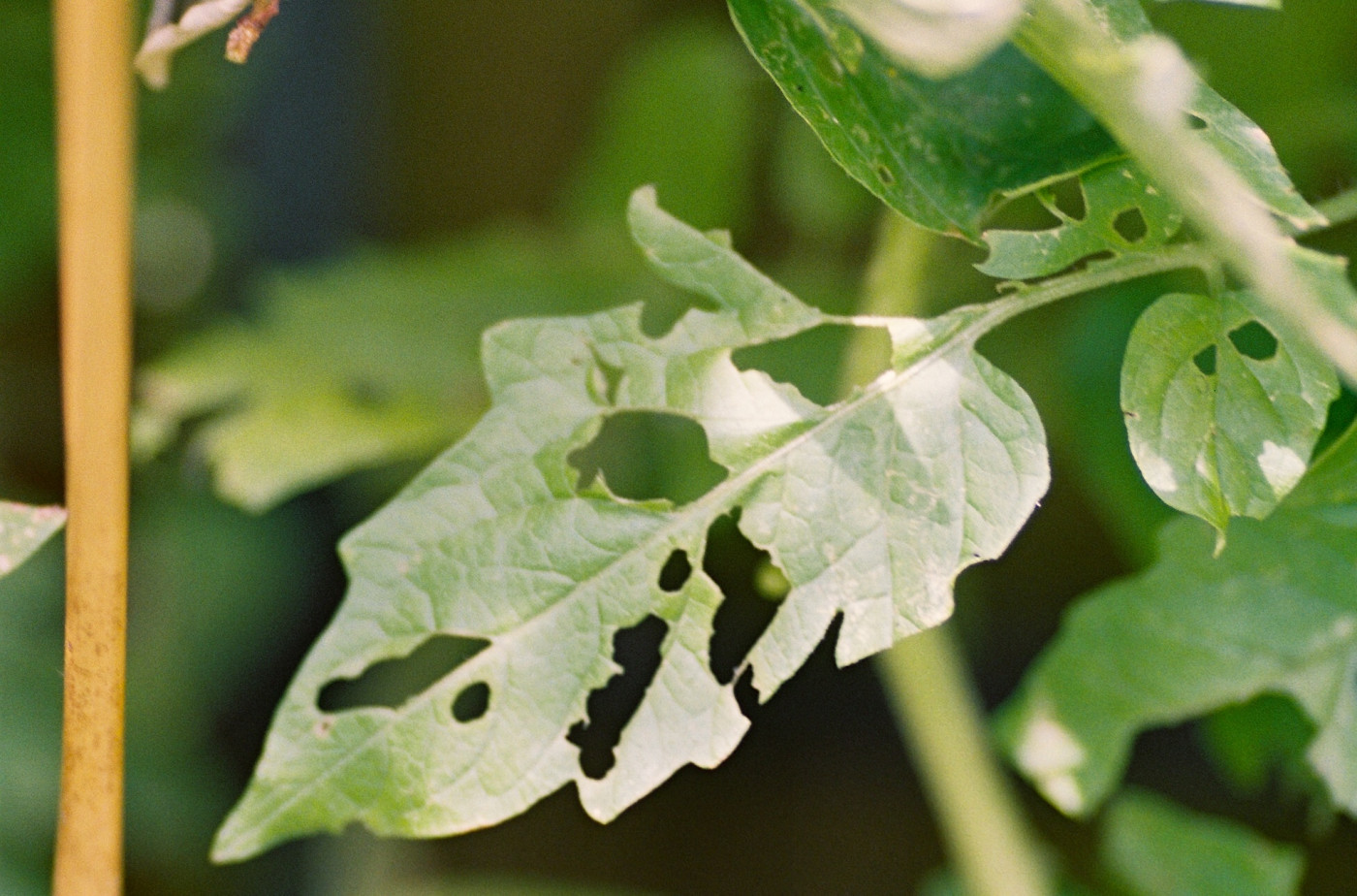 pest damage on tomato plant leaf