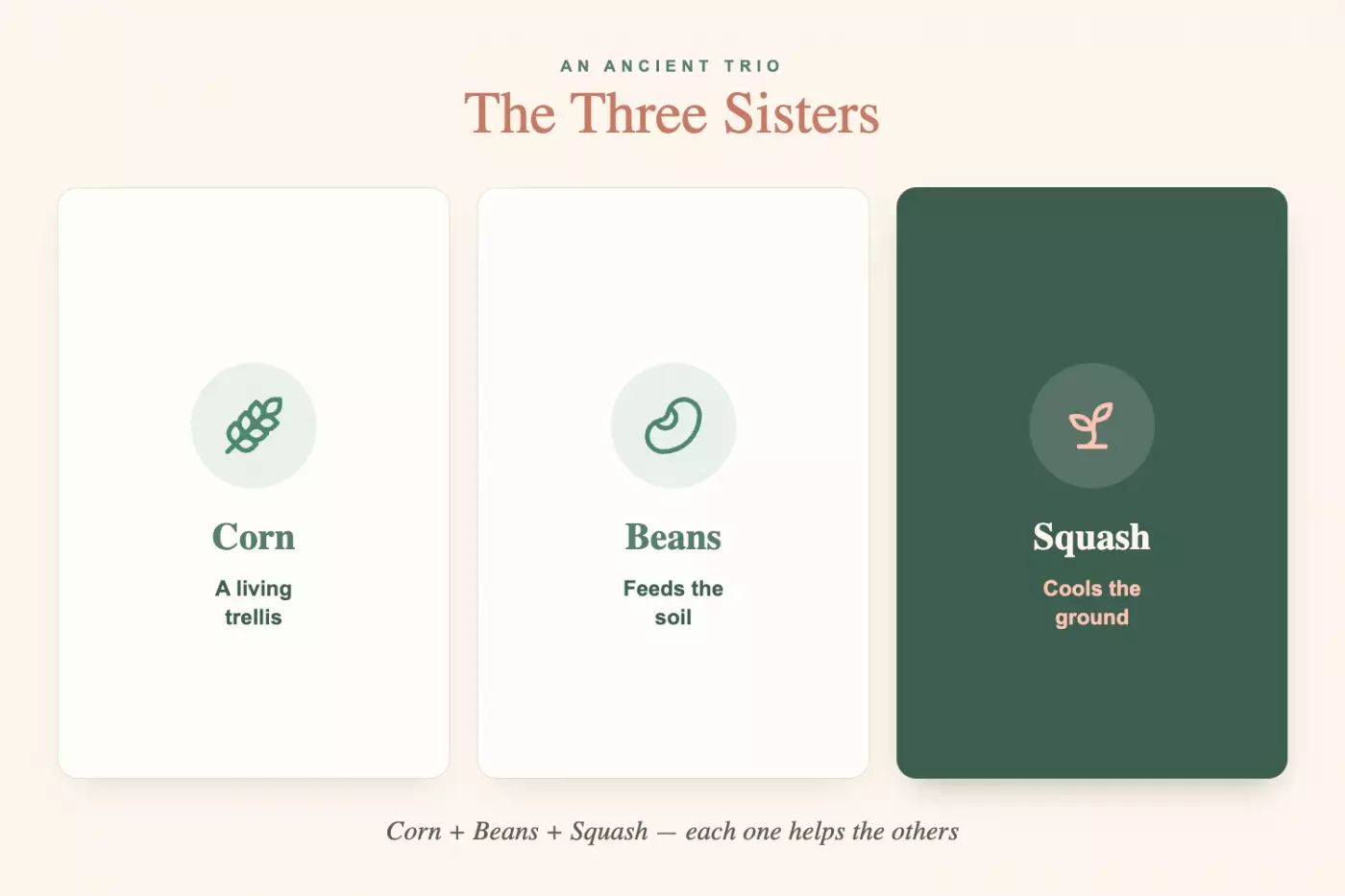 Three Sisters companion planting diagram showing corn as a living trellis, beans feeding the soil, and squash cooling the ground.