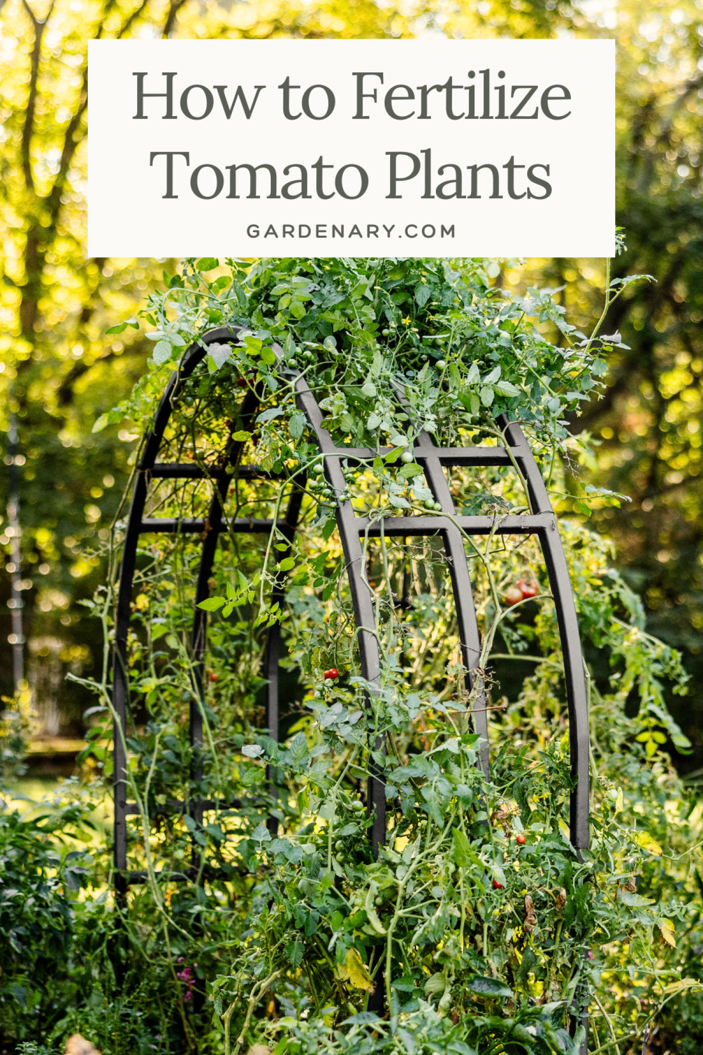 how to feed tomato plants pin