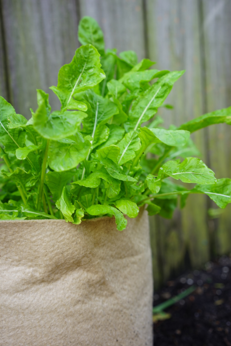 unique ways to grow salad