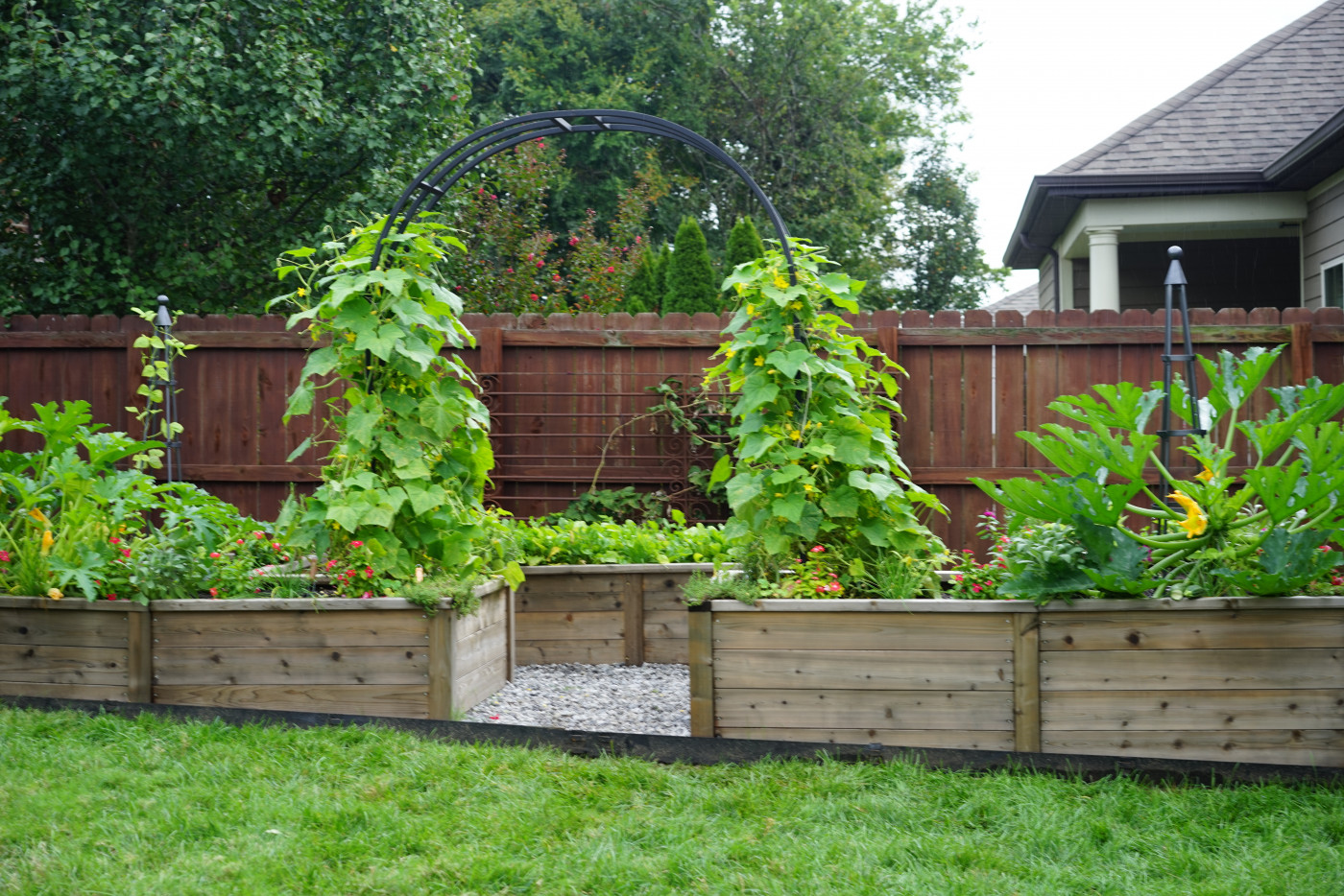 Two lush cucumber vines growing up an arch trellis in a backyard raised bed garden surrounded by zucchini and flowers.